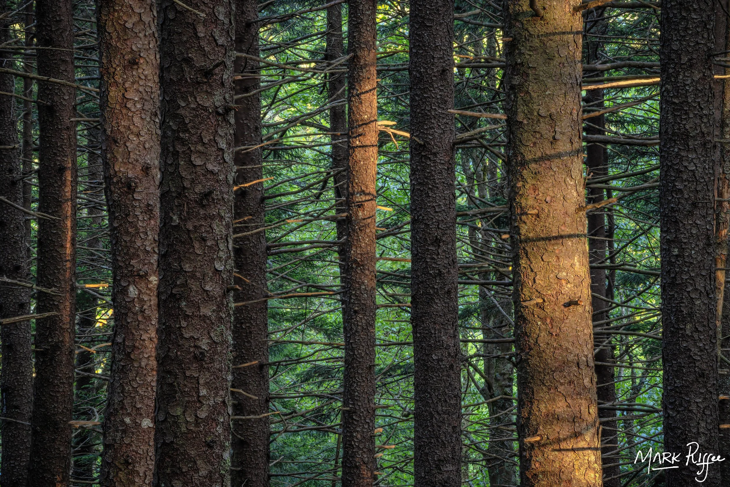 Ordinary Wood in Nostalgic Light