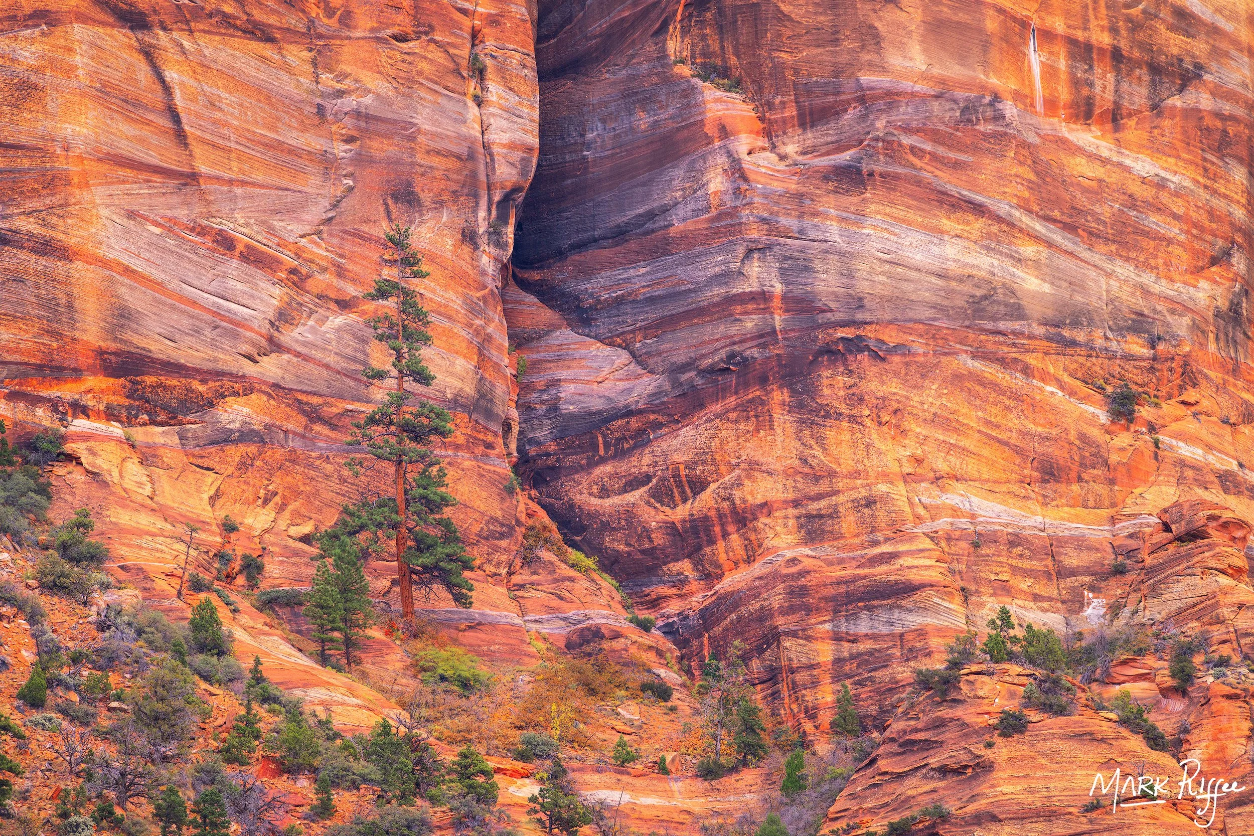 Zion_W24_Ponderosa Up High_DSC0264-Edit-sharpened.jpg