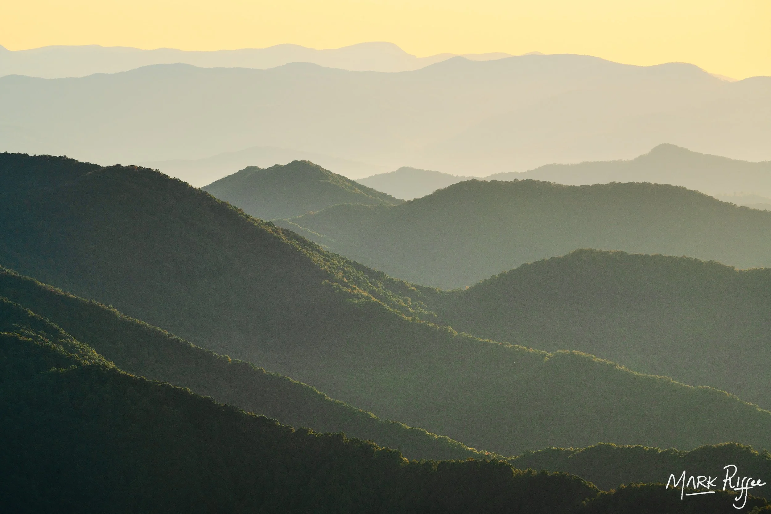 Forest and Pale Gold