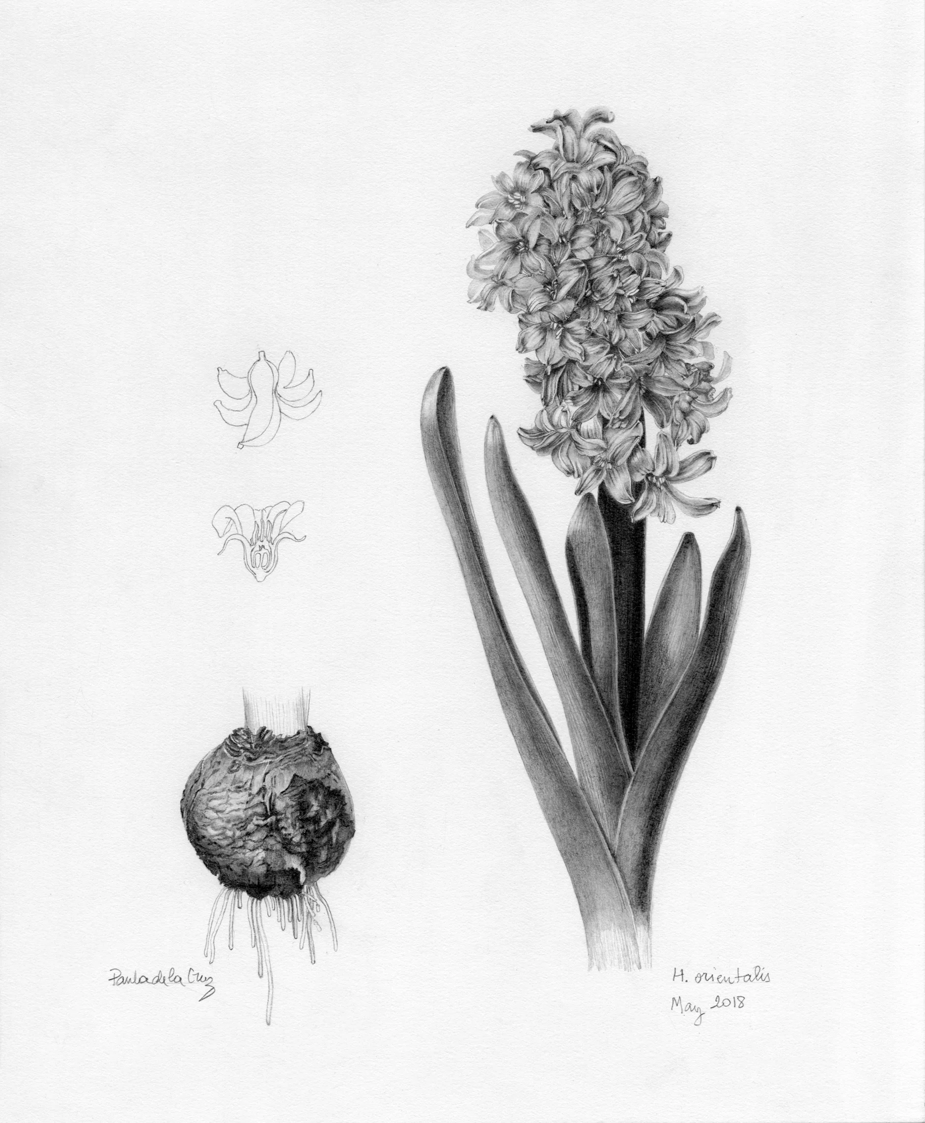Hyacinthus orientalis