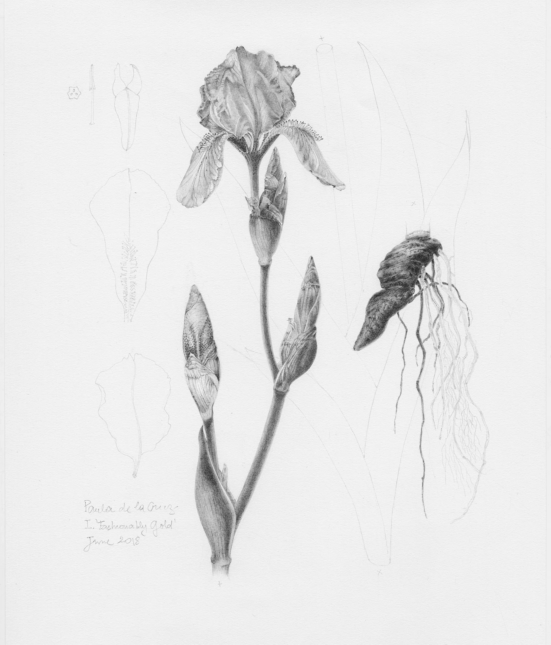 Iris 'Fashionably Gold'