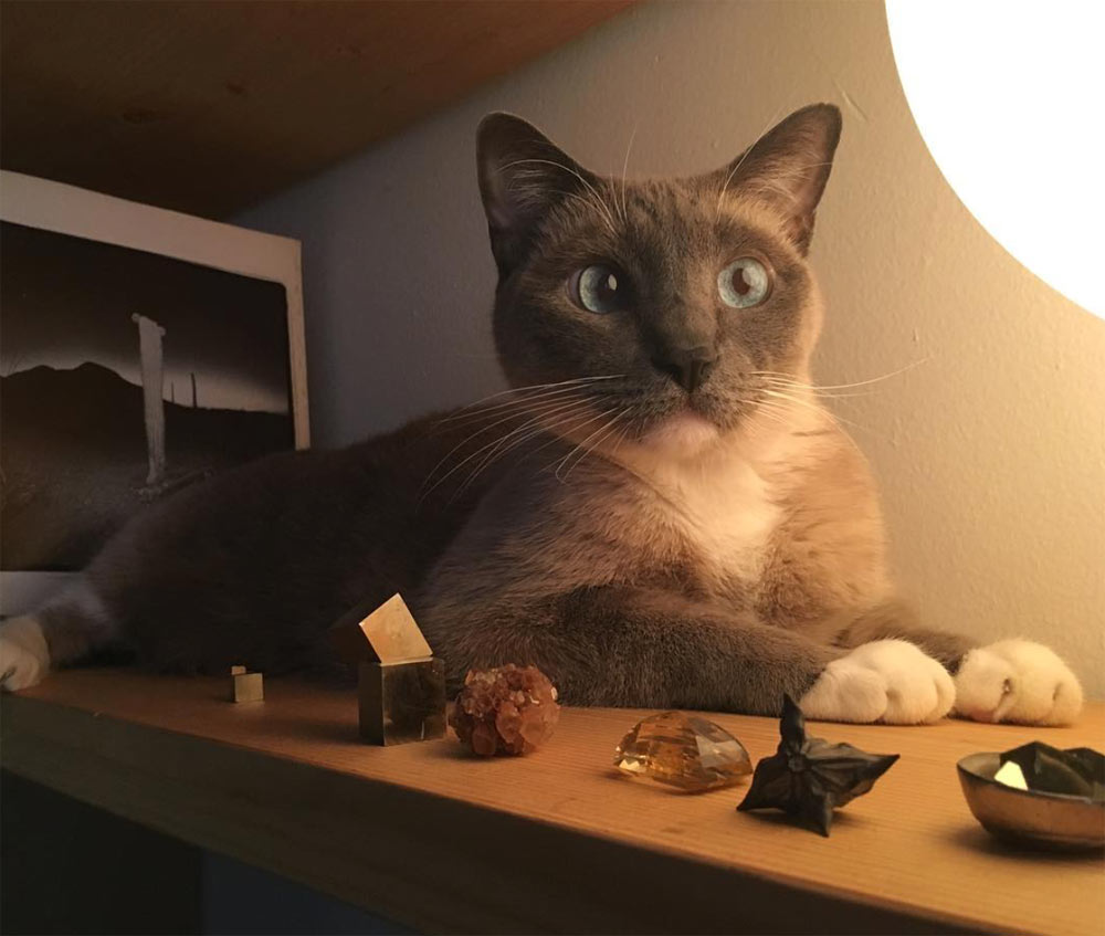 Kevin's cat, Napoleon