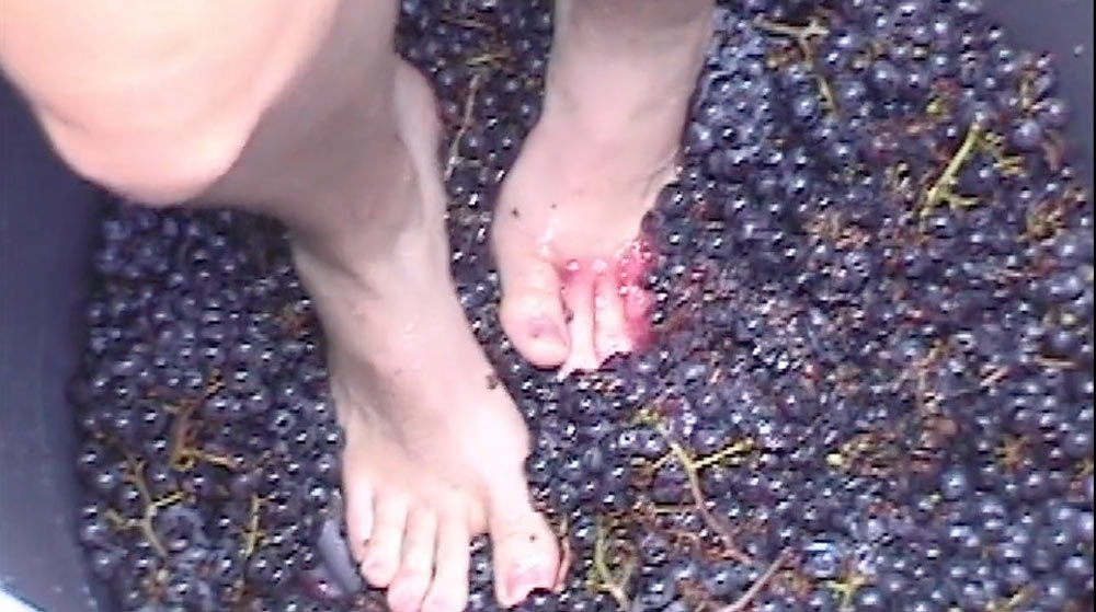 A still from a video Victor made many years ago on making wine. View the video here: https://vimeo.com/285961931/96e62b4b6b