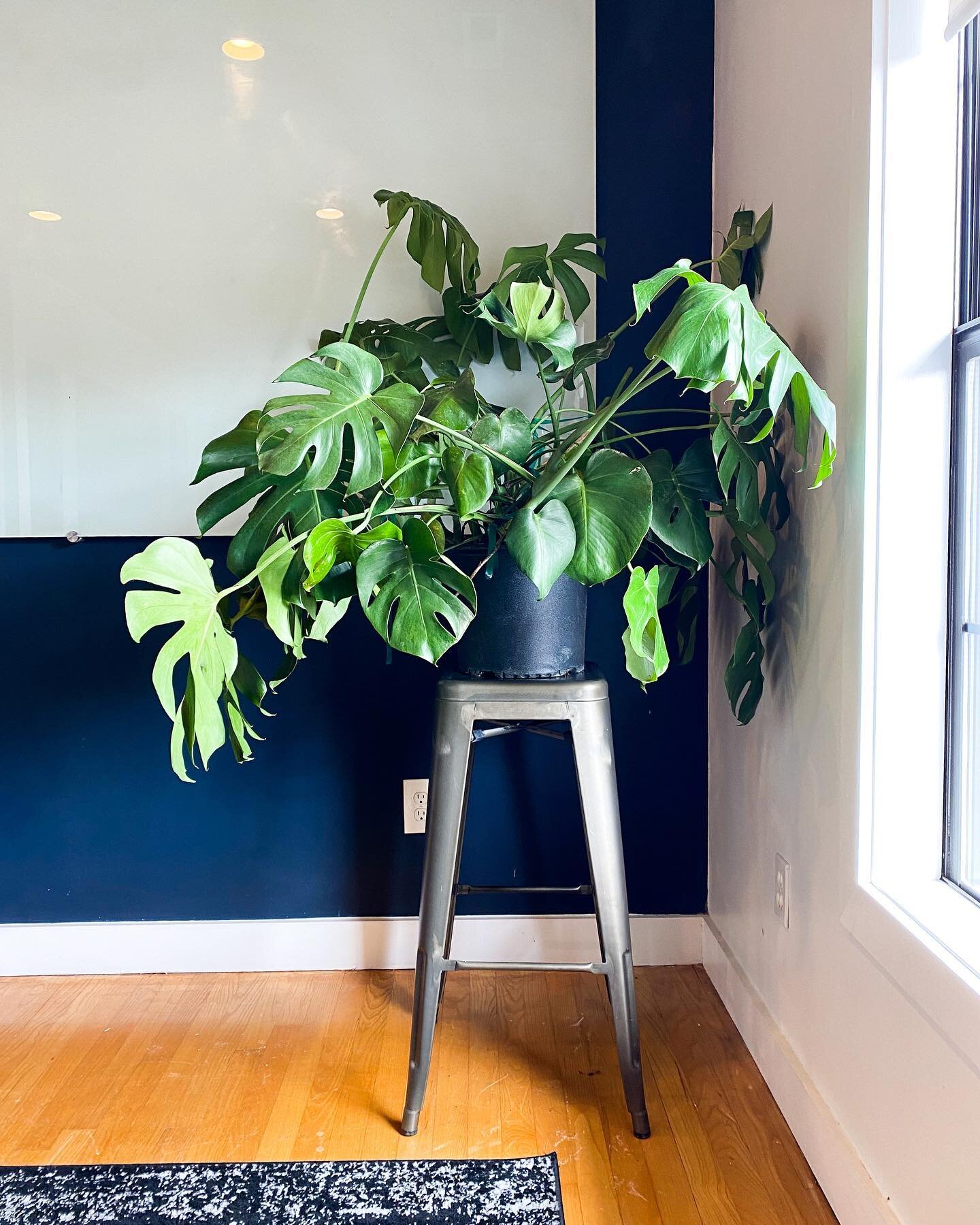 Have we told you lately that we like plants?  We&rsquo;ve been slowly adding plants to our workspace to make it *just that much better*. Because, who doesn&rsquo;t like working next to plants?!?
This Monstera is our latest addition to The Hub communi