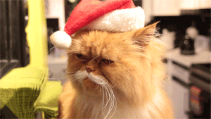 giphy (13).gif