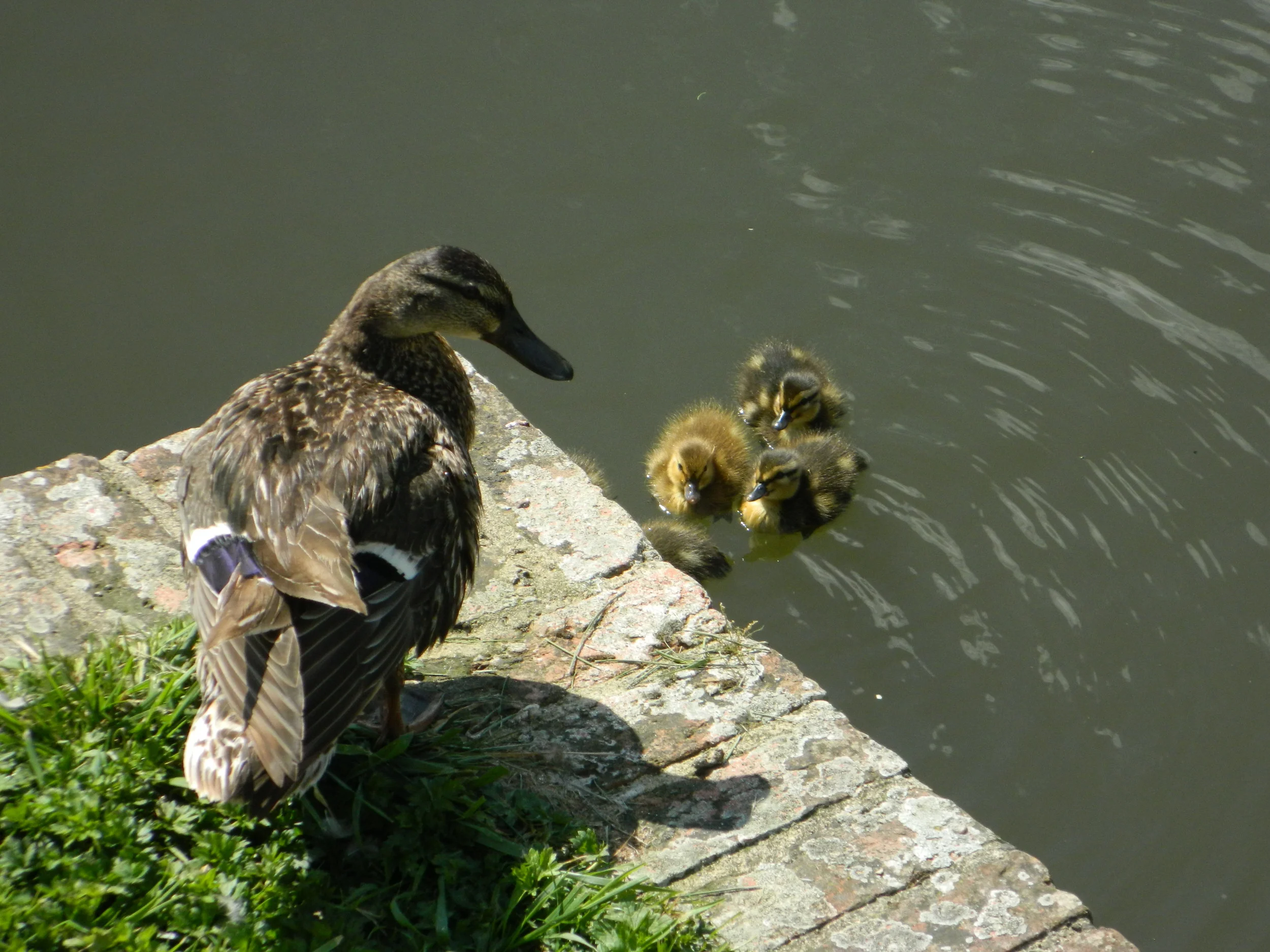 Ducklings at Hever Castle, Kent. 