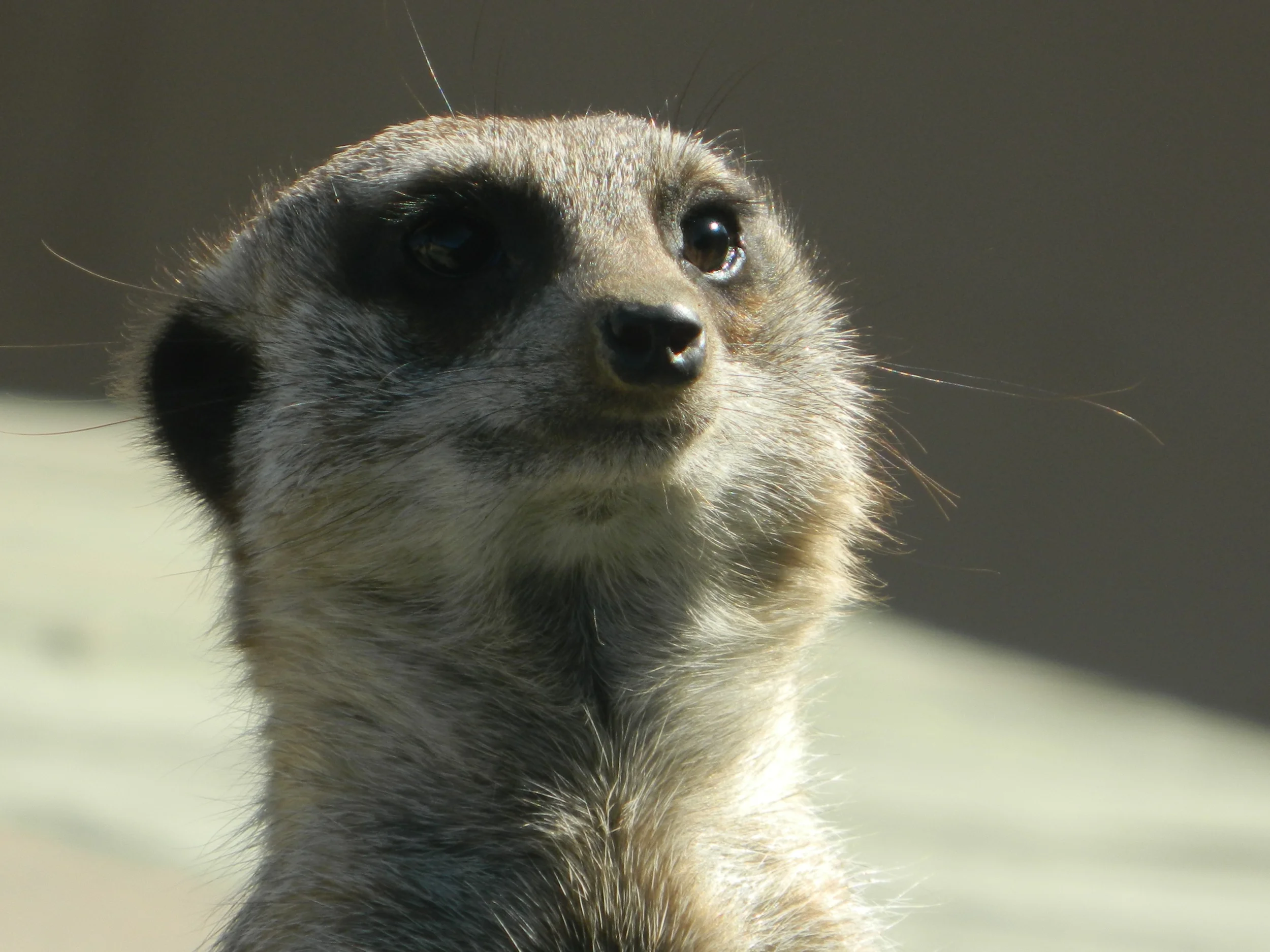 Cheeky little meerkat. 