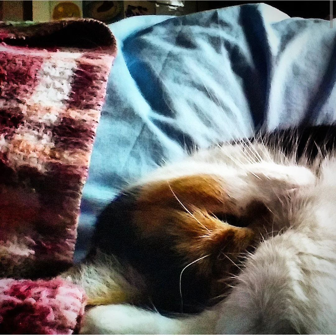 This is how she sleeps when she sneaks onto my bed. 