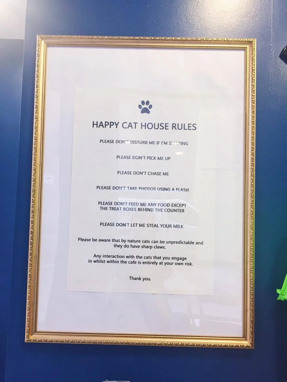catcafe.jpg