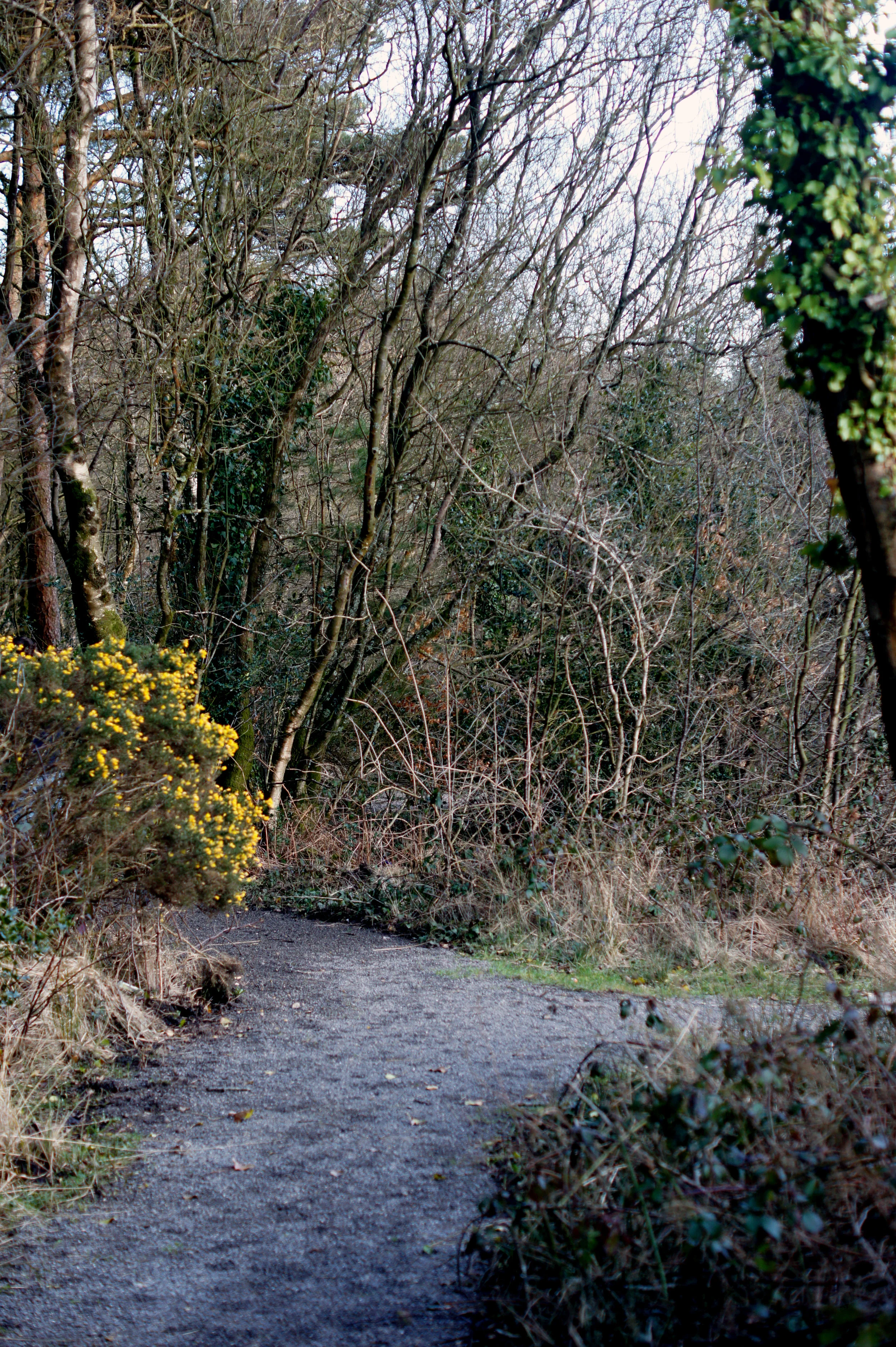 woodlandwalk.jpg