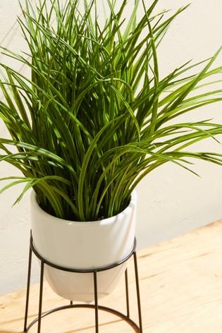 Grass Plant Stand - £18.00 from Next