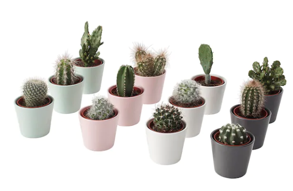 Mini Cacti