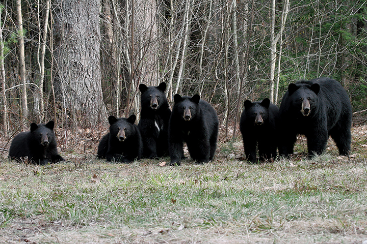 bear1.jpg