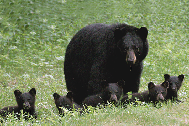 baby bears.jpg