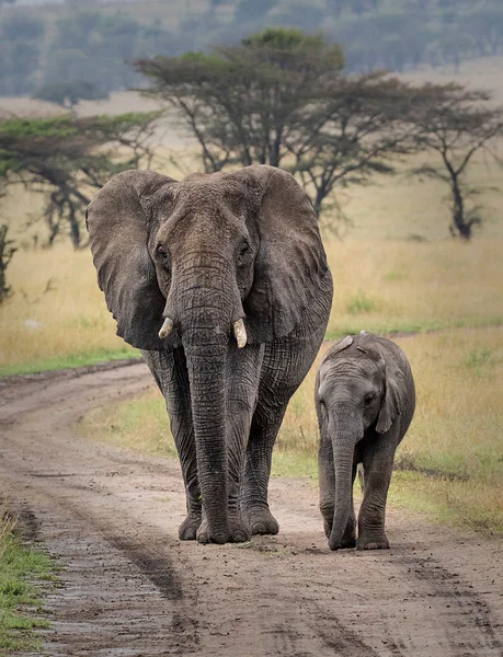 Baby Elephant — Large Metal Prints