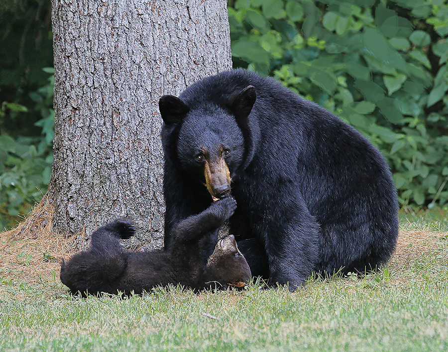 bearwithcub1.jpg