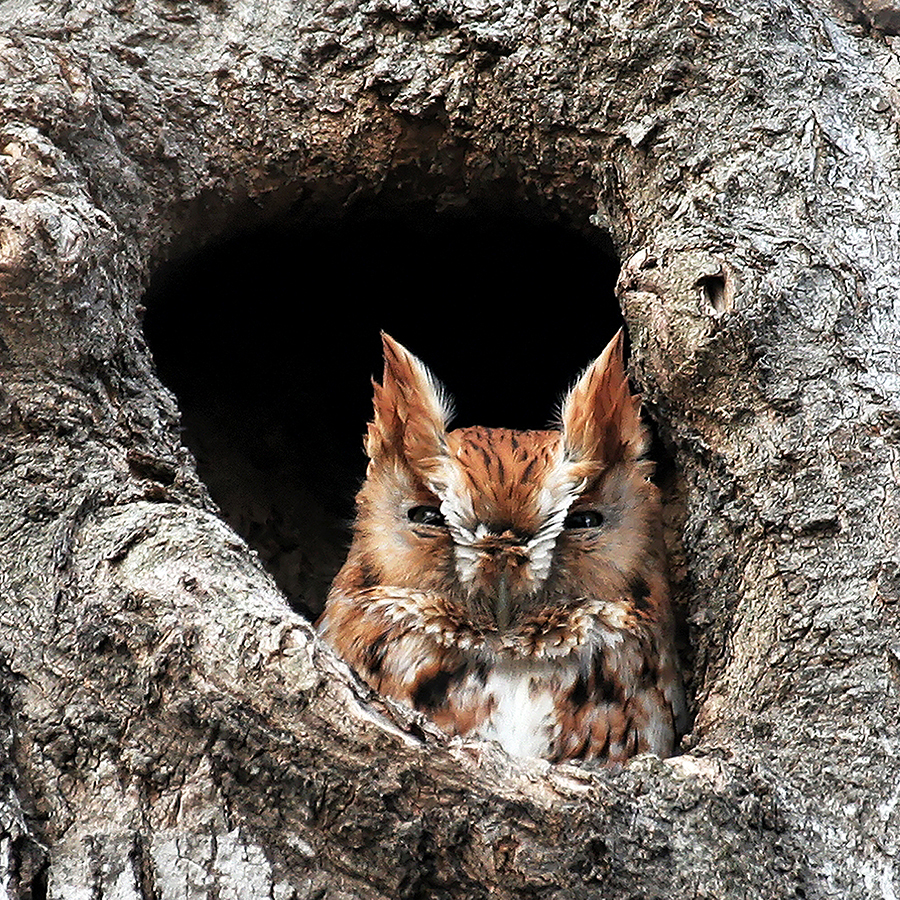 owl 4x4.jpg
