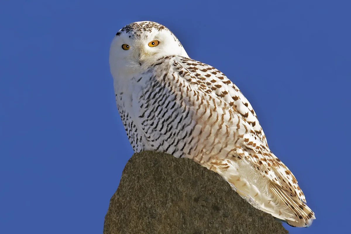 owlblue.jpg