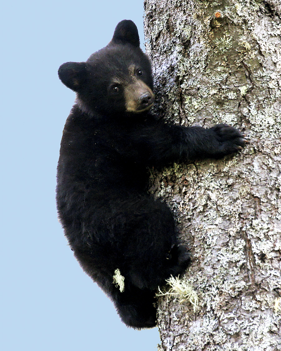 babybear.jpg
