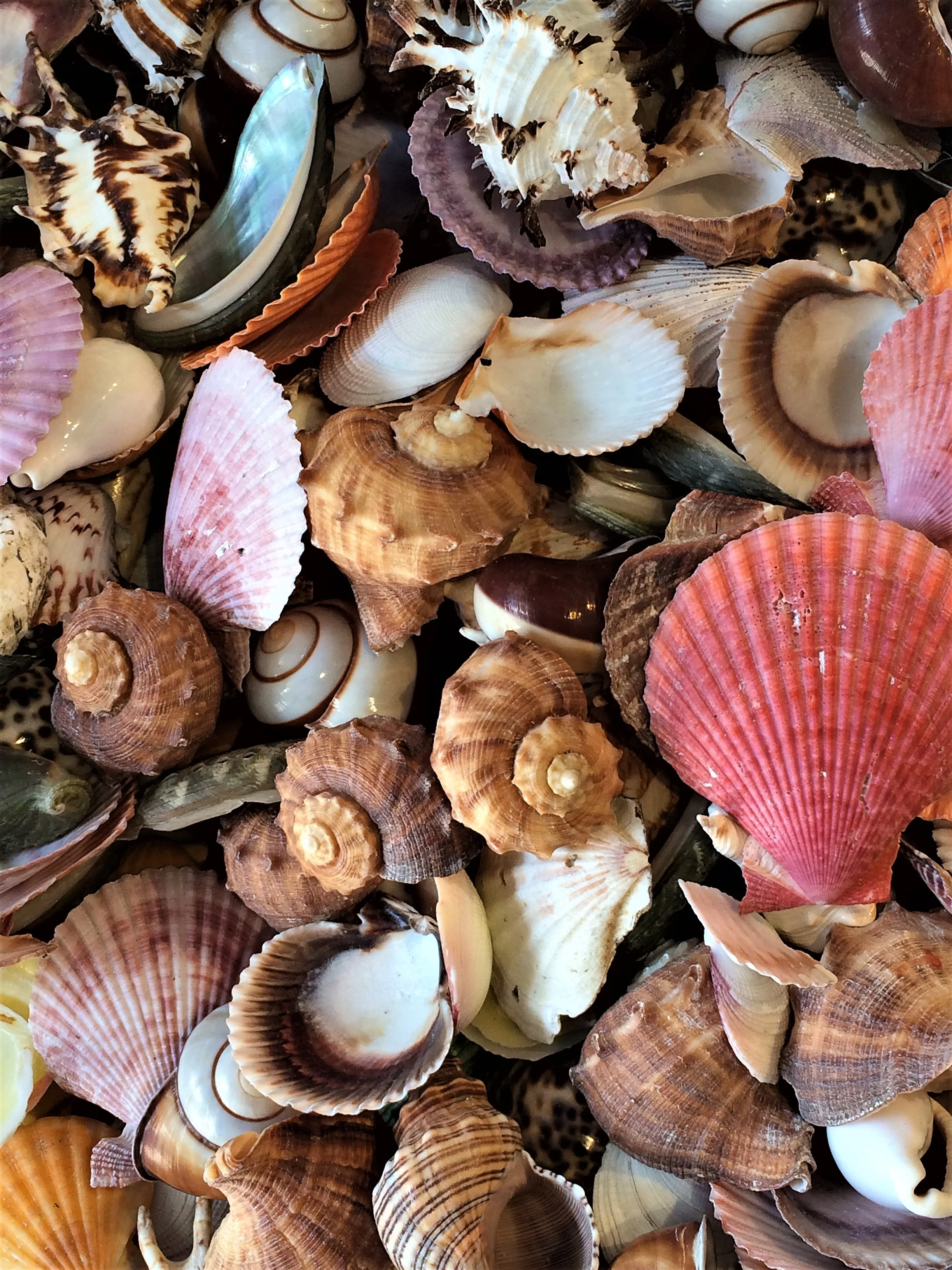 Pocket Full of Shells — Large Metal Prints