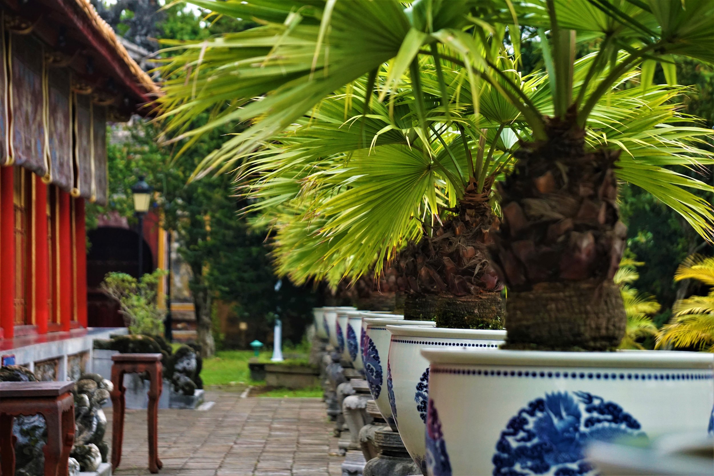 Potted Palms - Hue, Vietnam(1).jpg