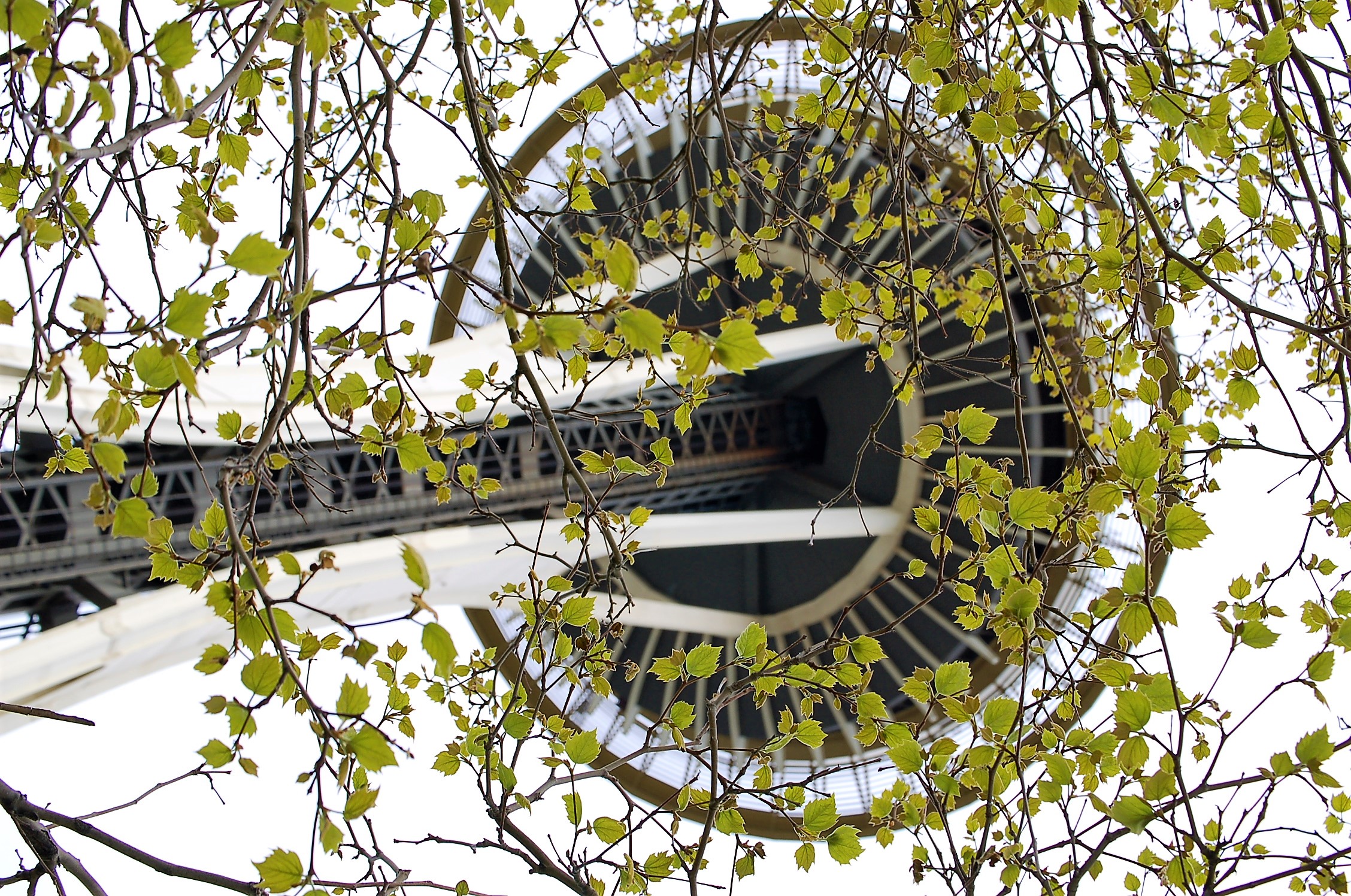 Spring at the Space Needle - Seattle, WA(1).jpg