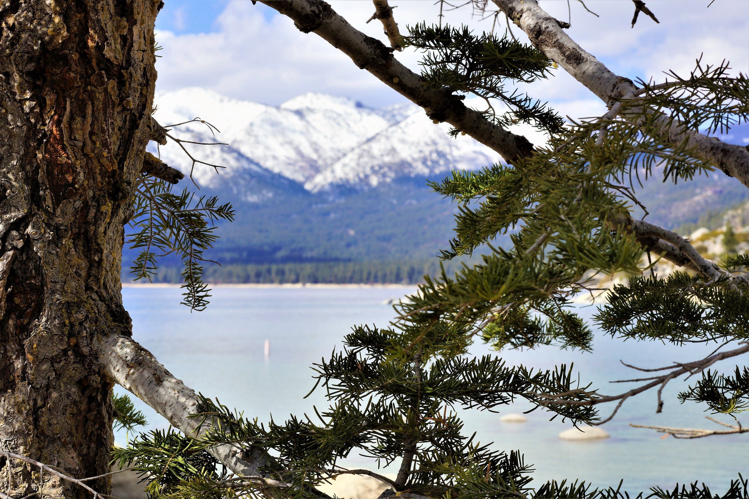 Through the Pines - South Lake Tahoe, NV(1).jpg