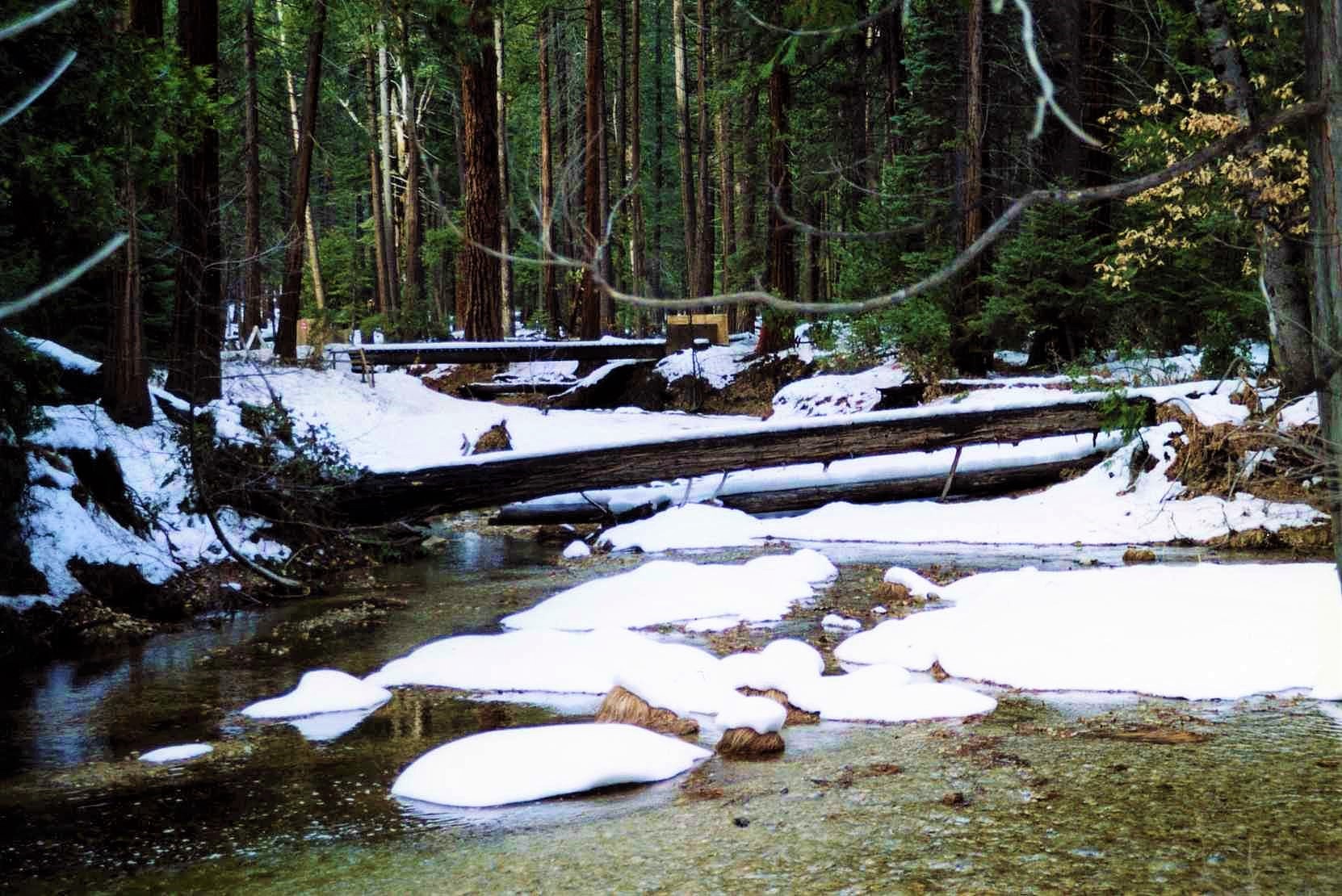 Winter in the Woods - Yosemite, CA(1).jpg