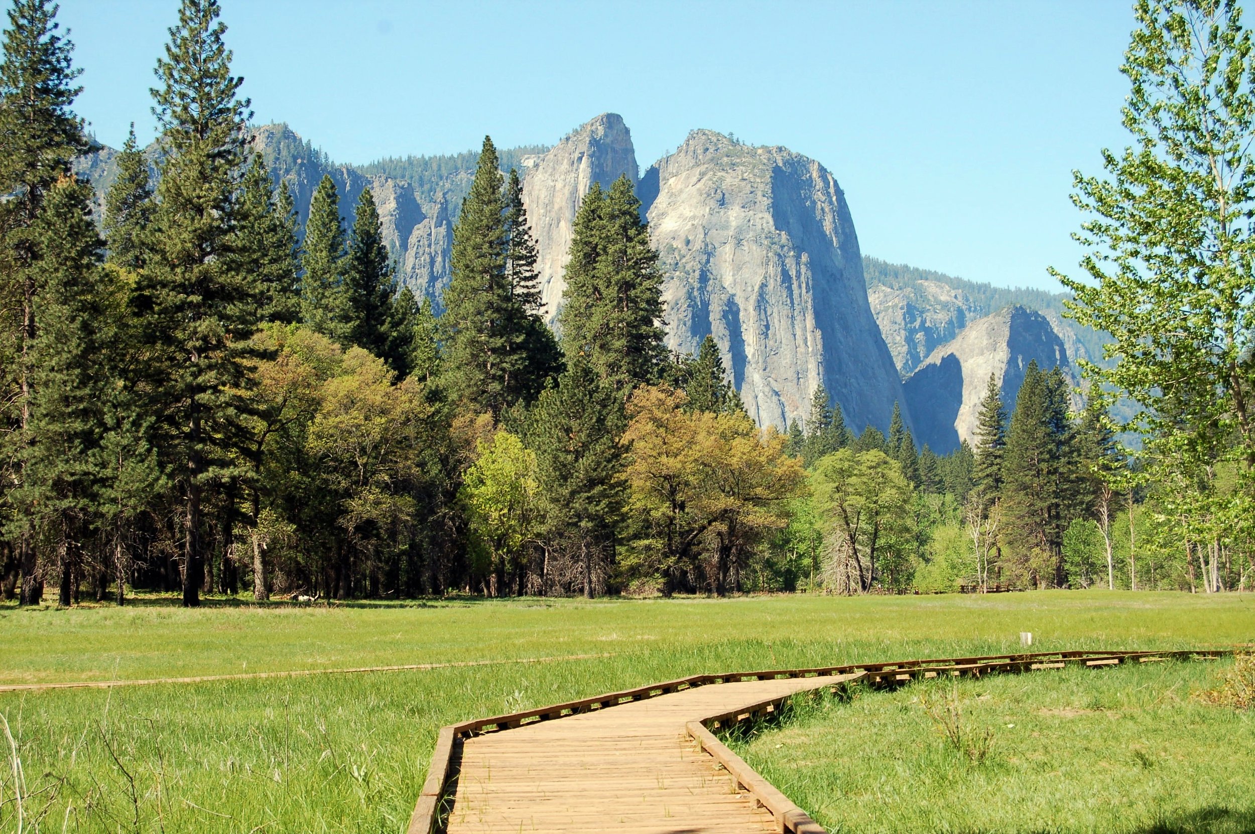 Yosemite Meadow(1).jpg