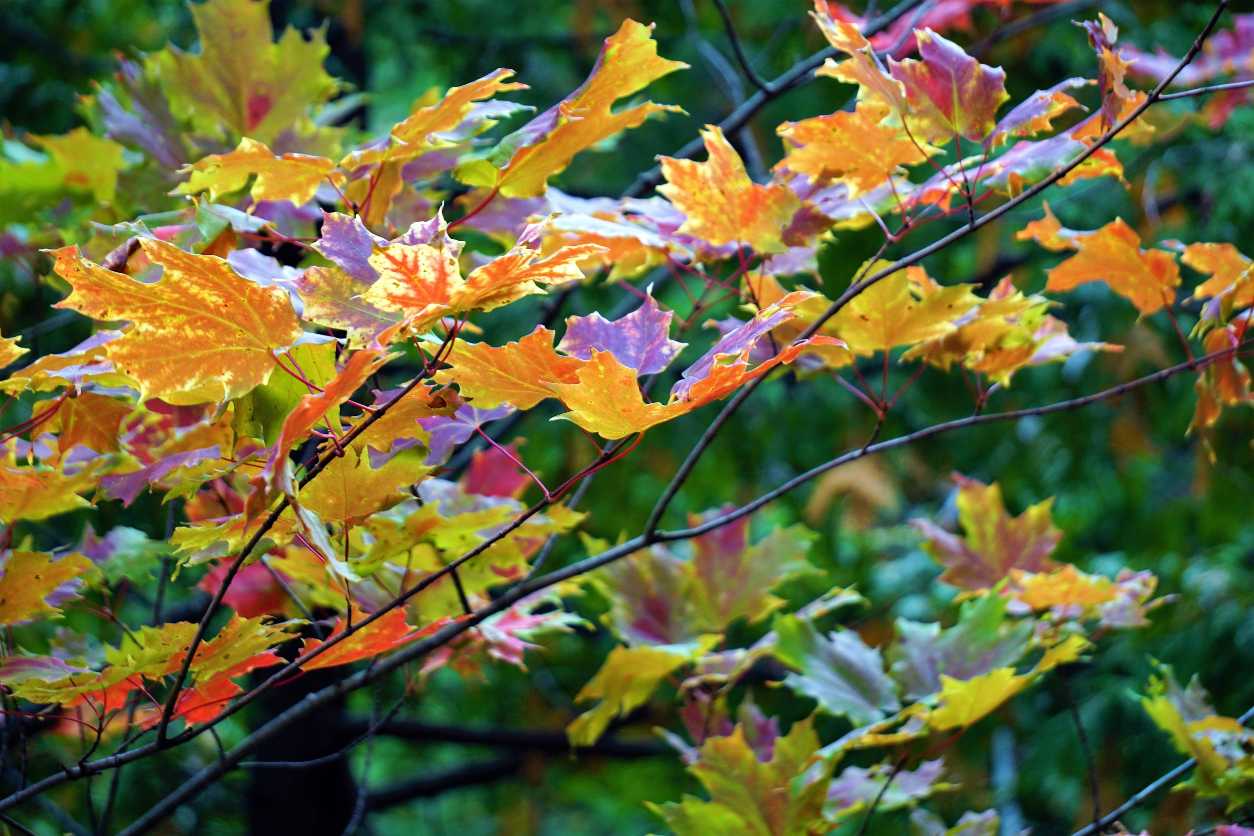 Autumn Leaves.jpg