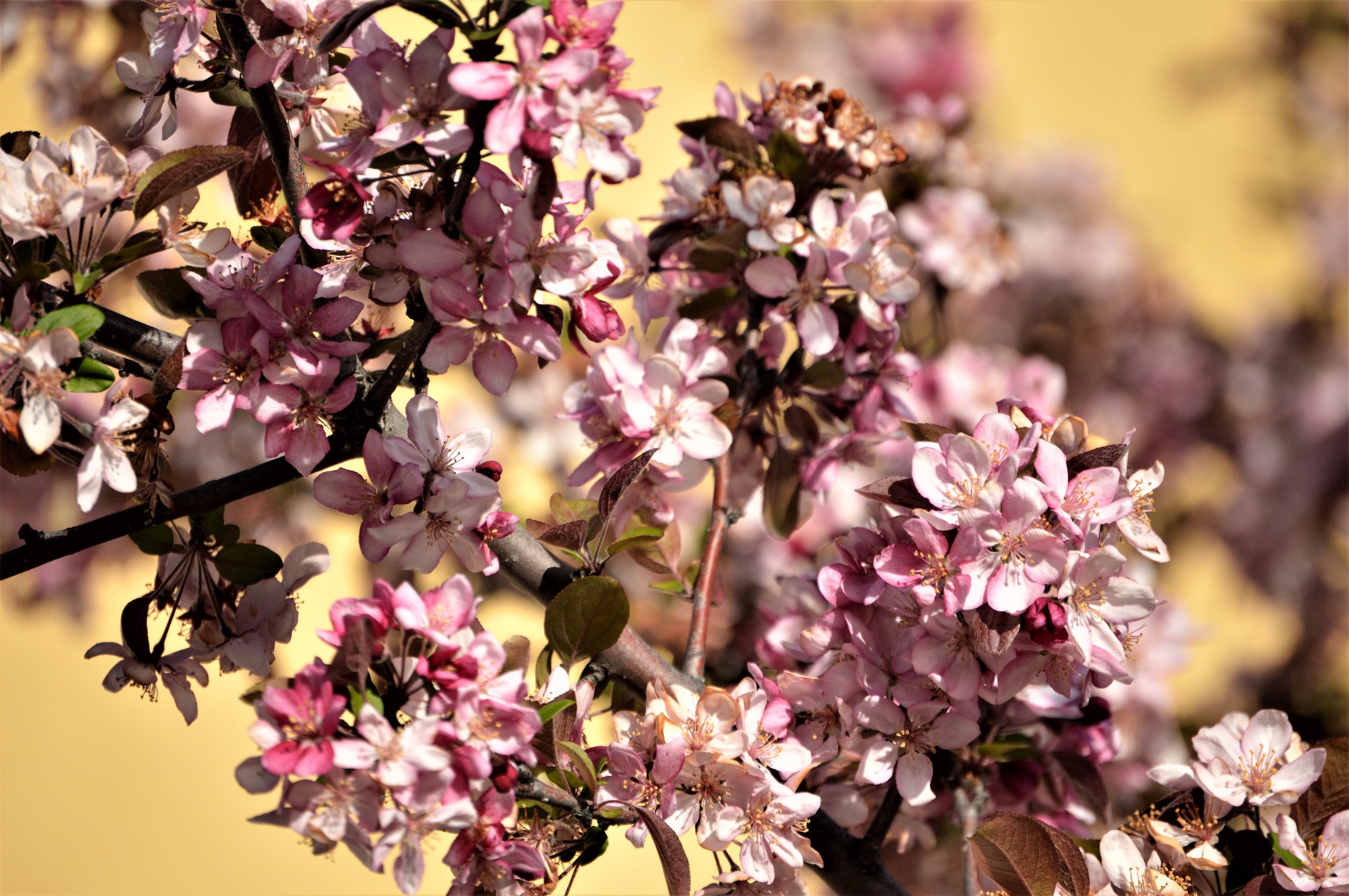 Blossoms.jpg