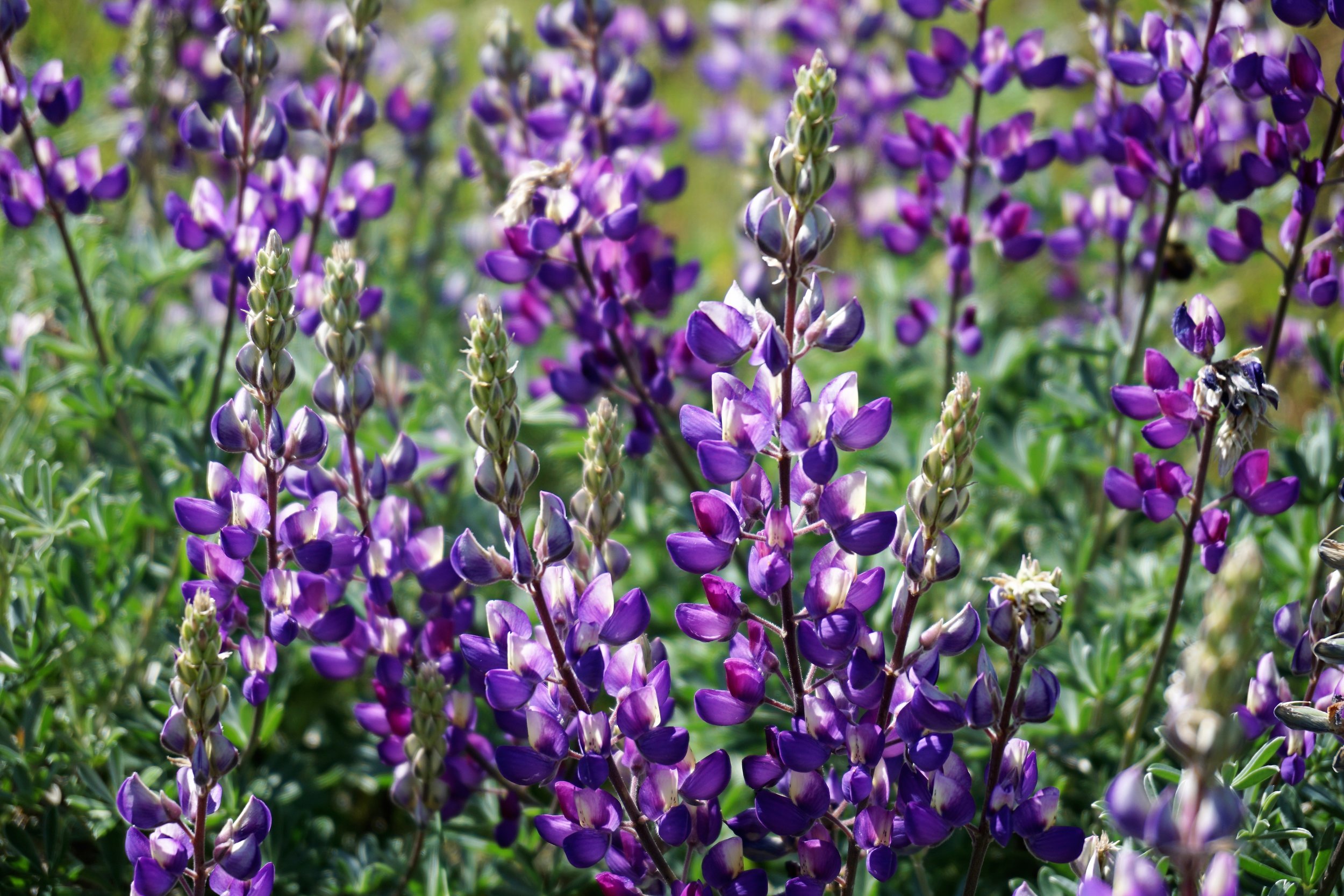 Lavender Fields.jpg