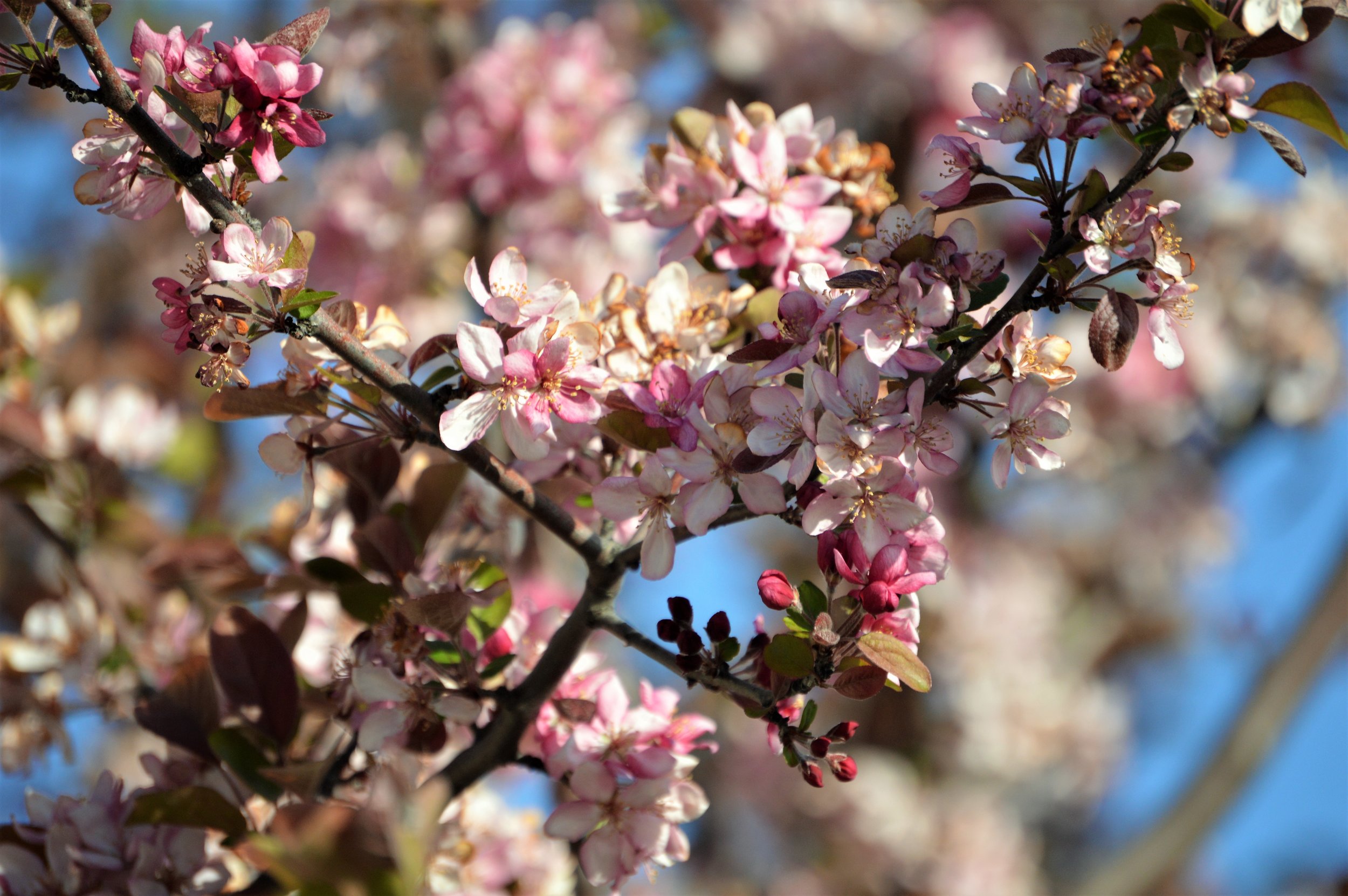 Pink Blooms.jpg