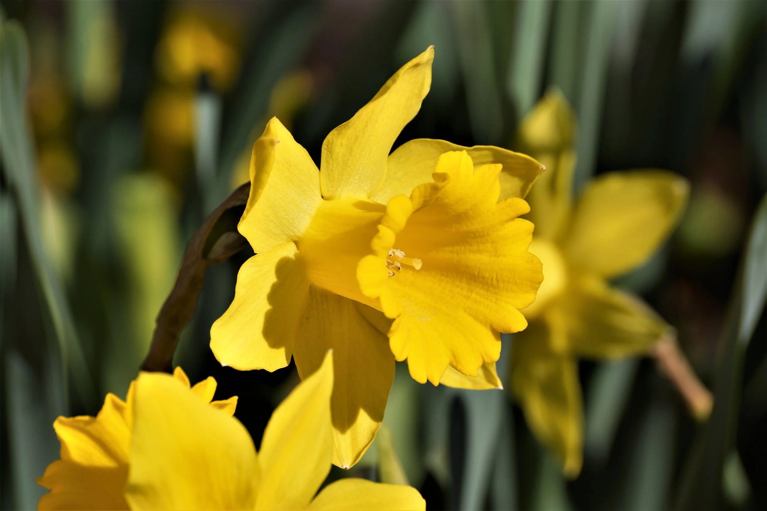 Daffodil.jpg