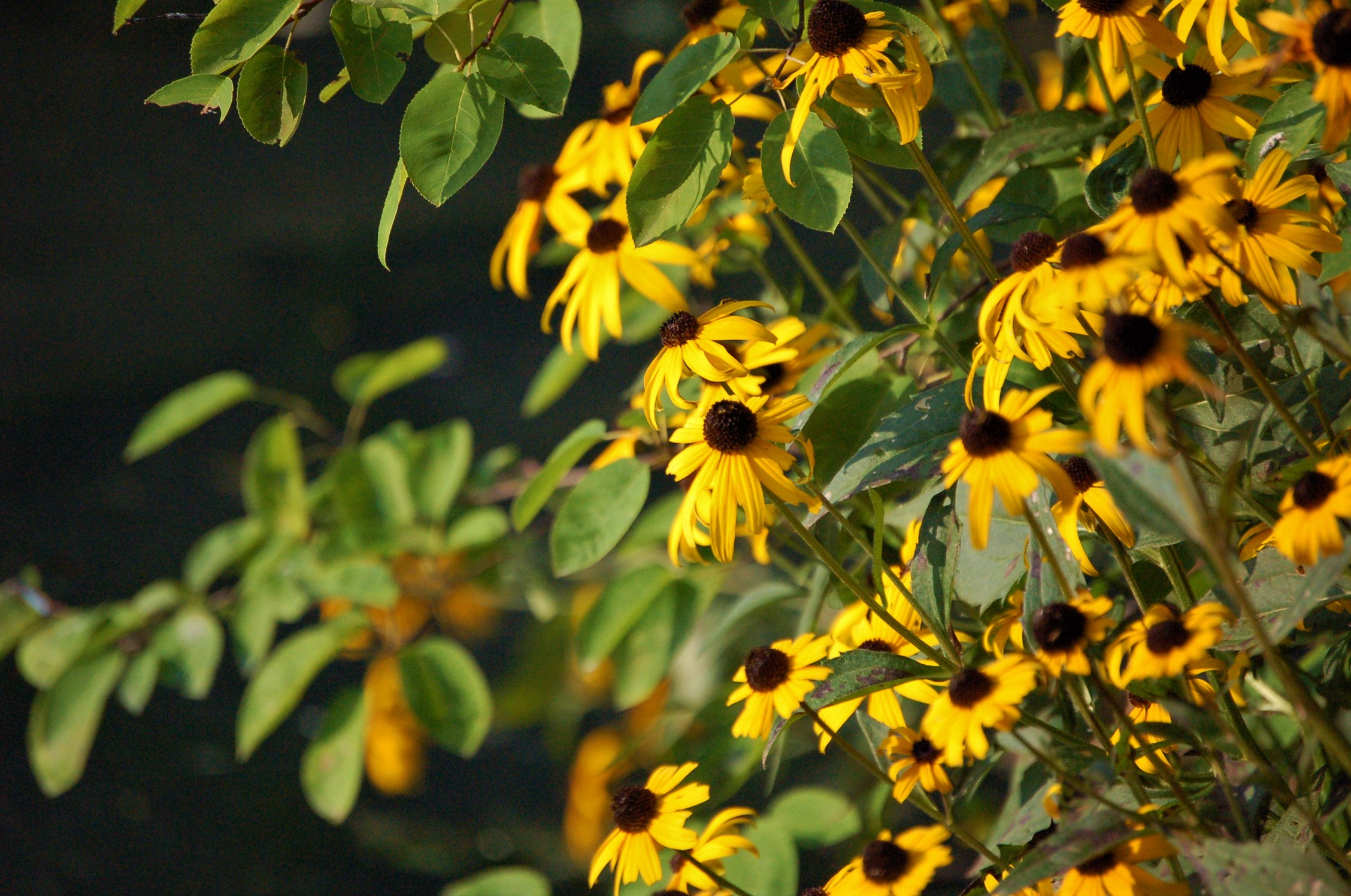 Golden Daisies .jpg