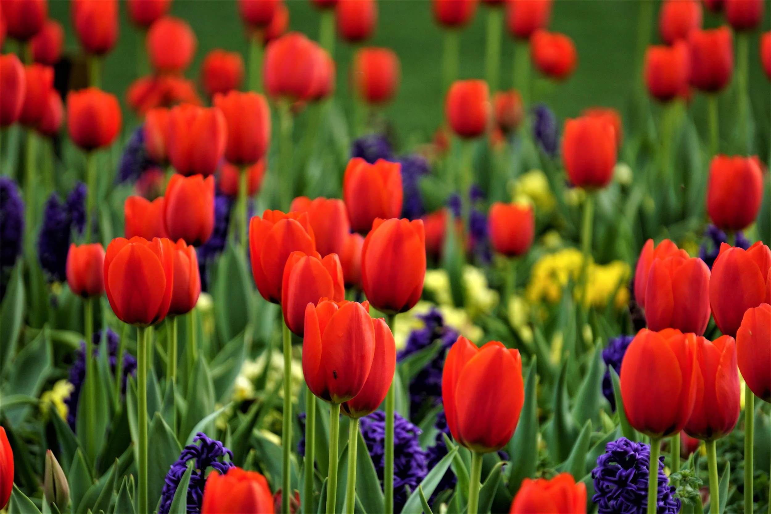 Tulip Field.jpg