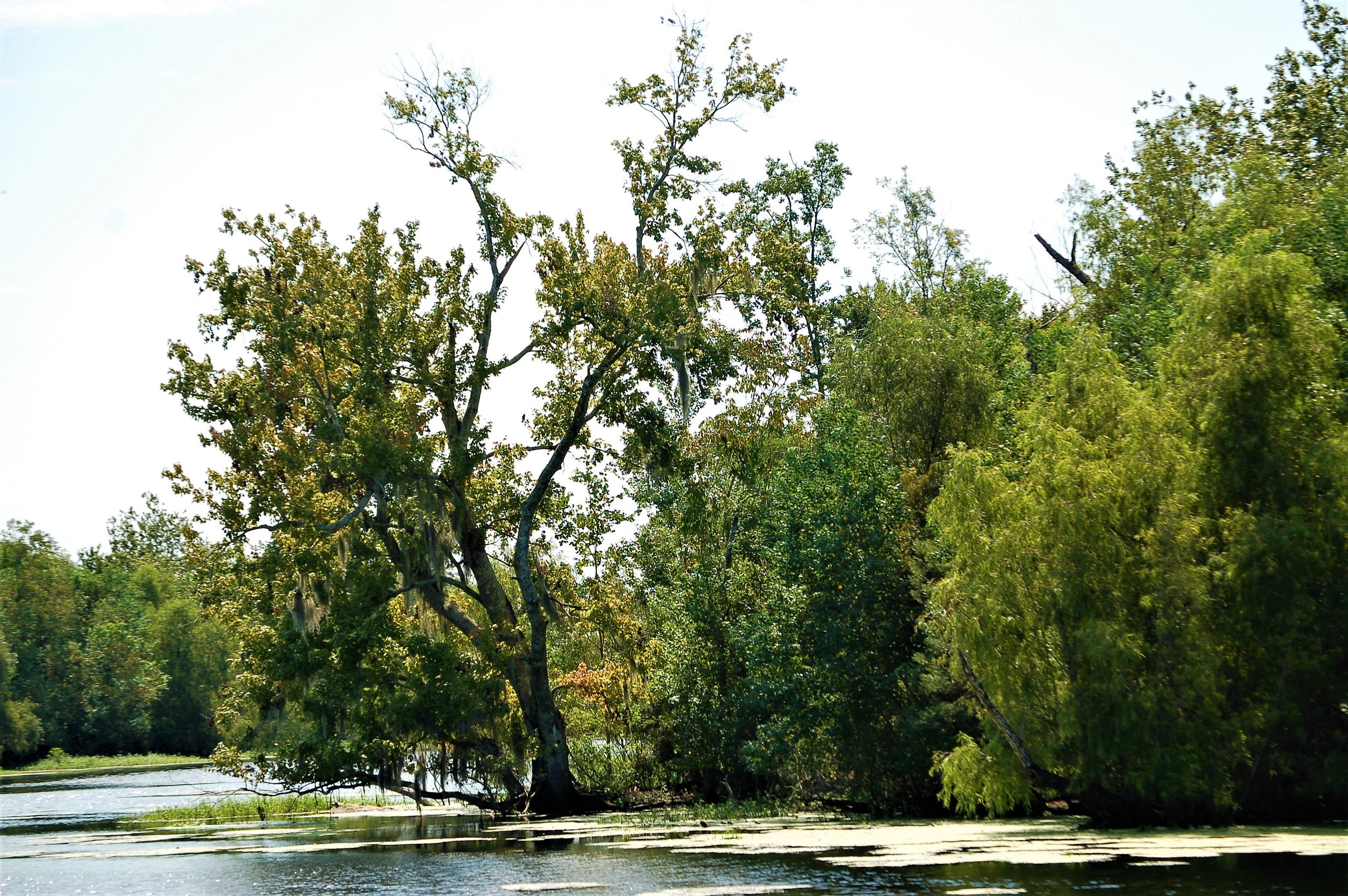 Bayou Curve.jpg