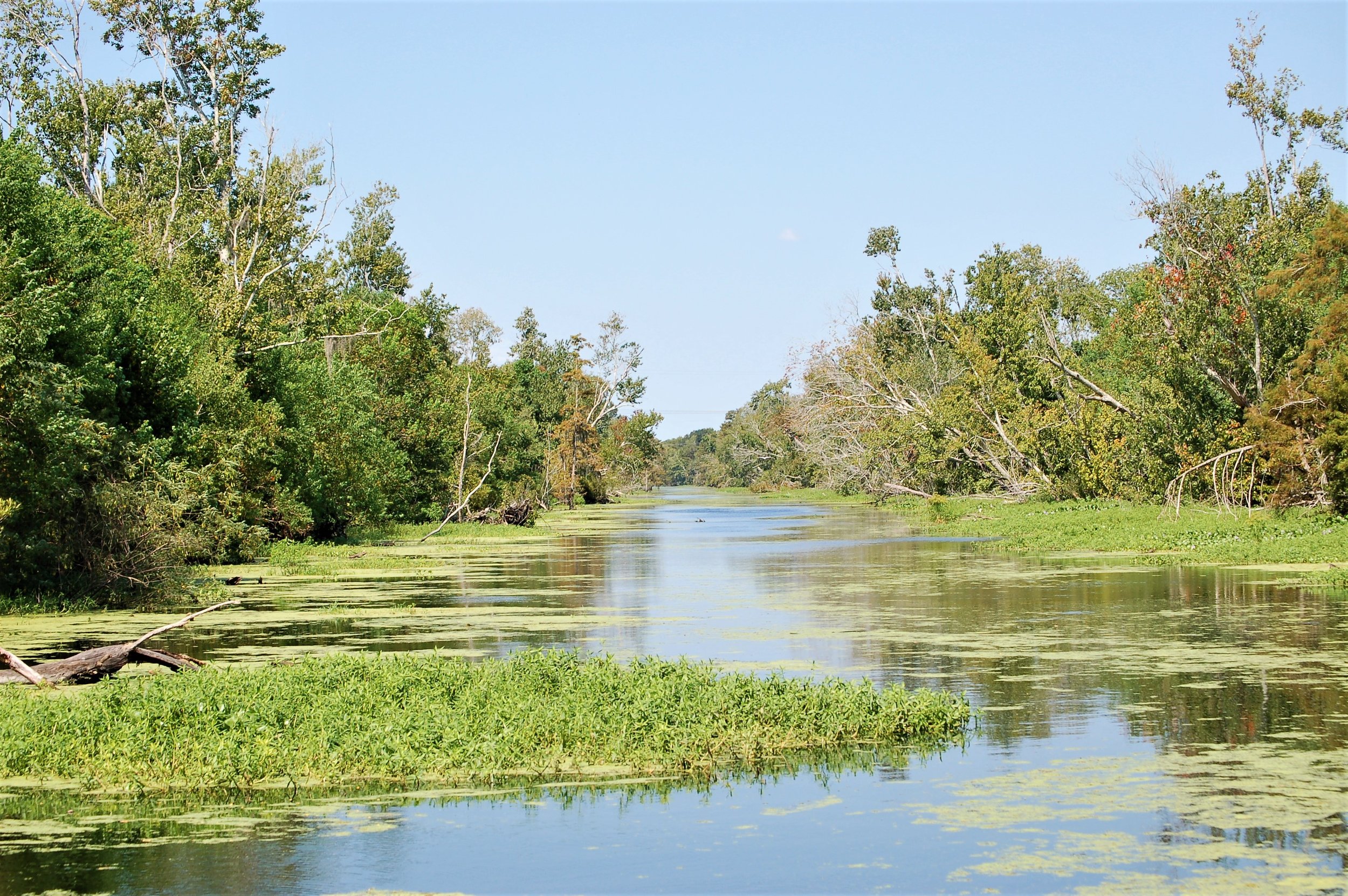 Moss Covered Bayou.jpg