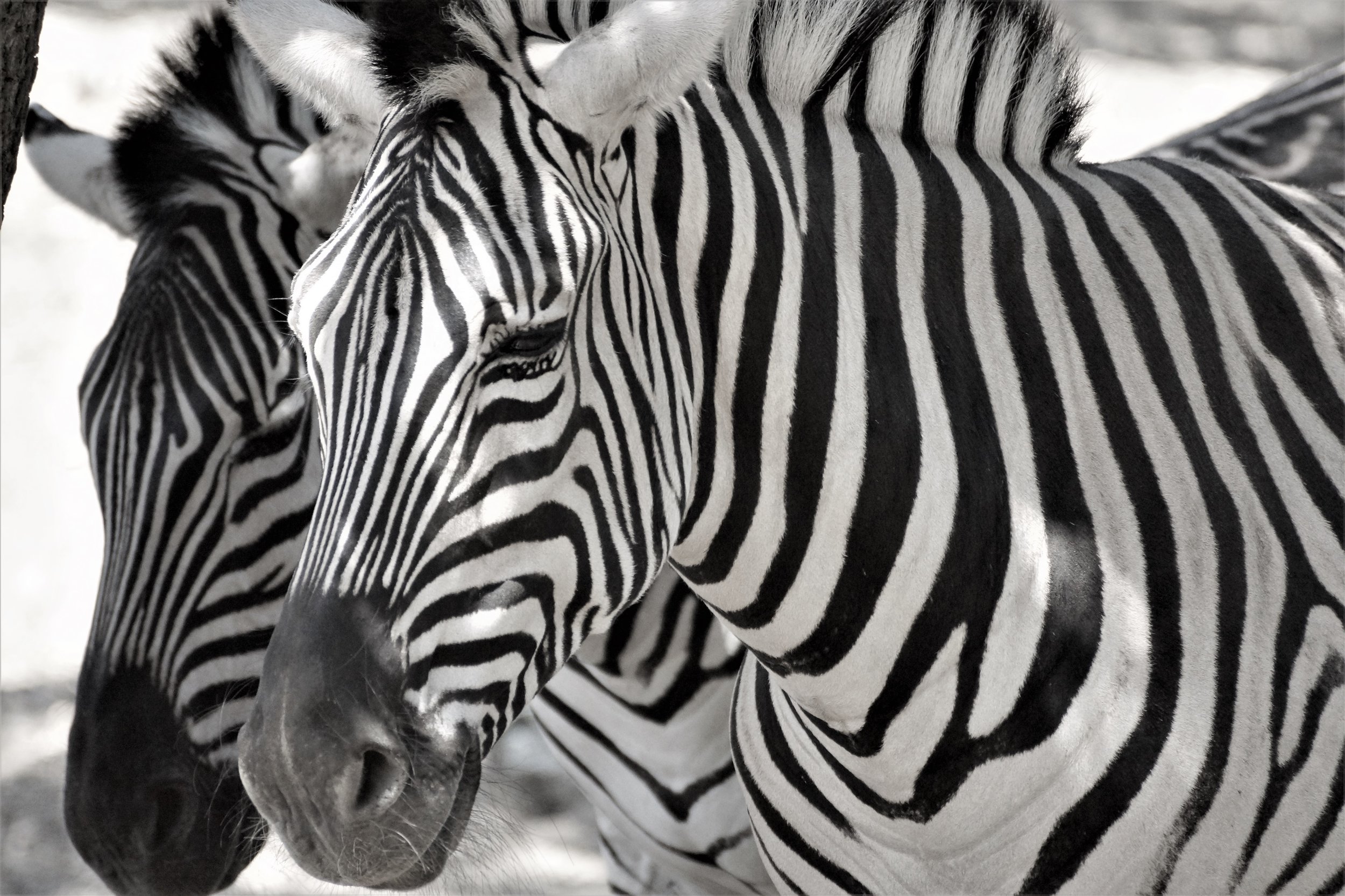 Black and White Stripes.jpg