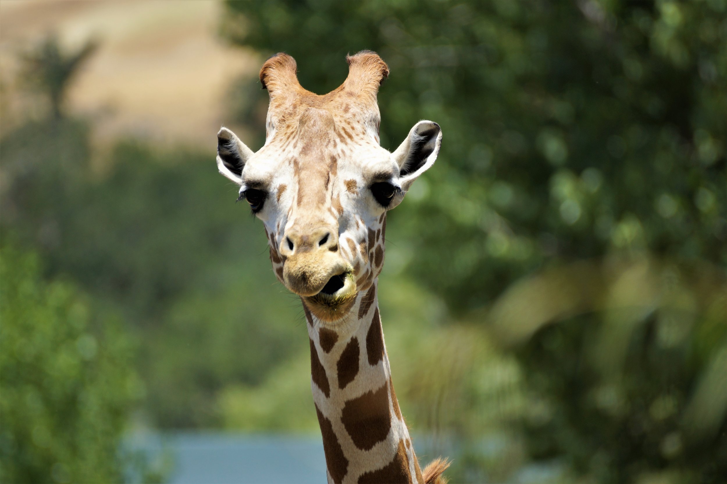 Geoffrey.jpg