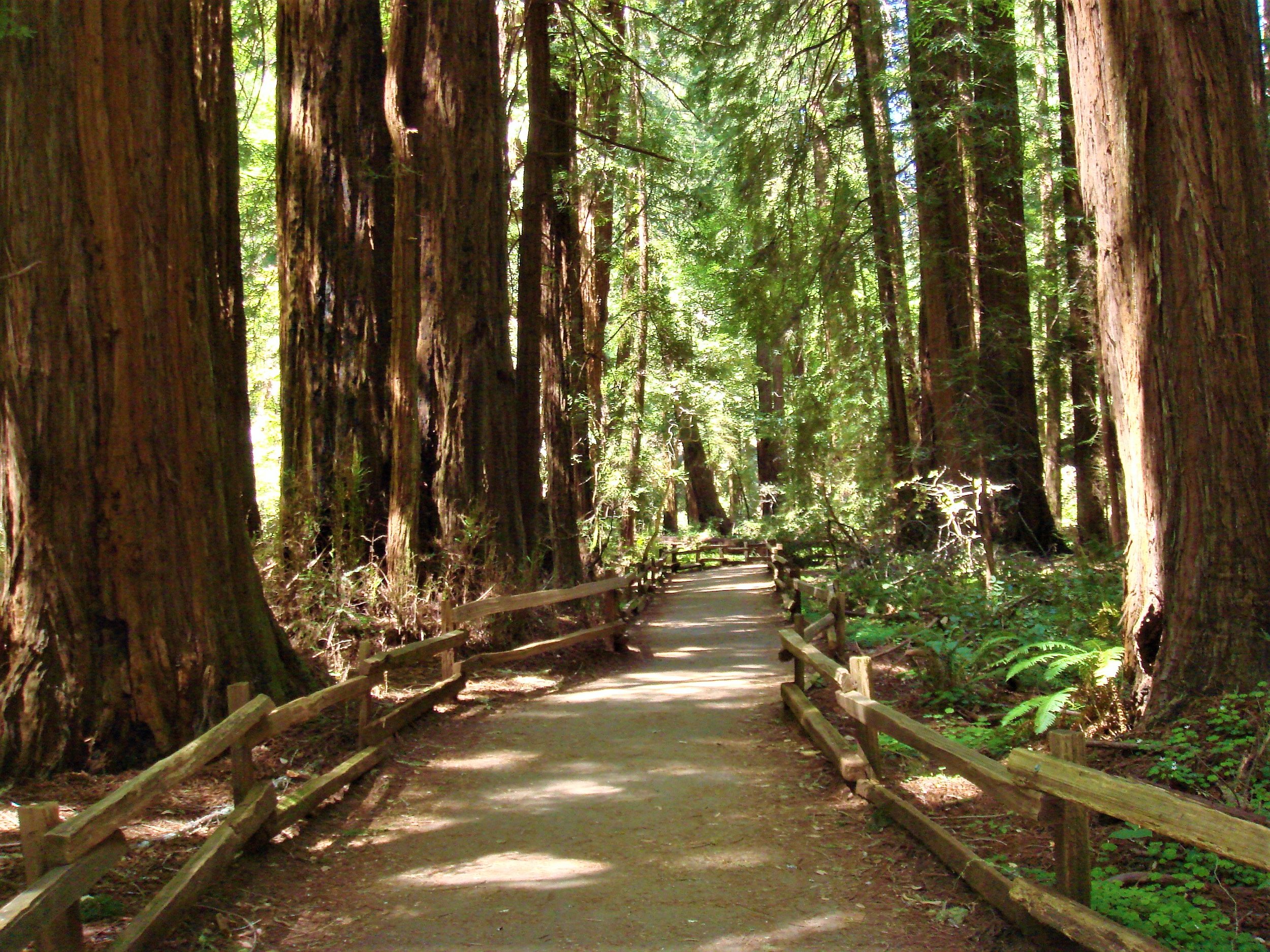 Muir Woods.jpg