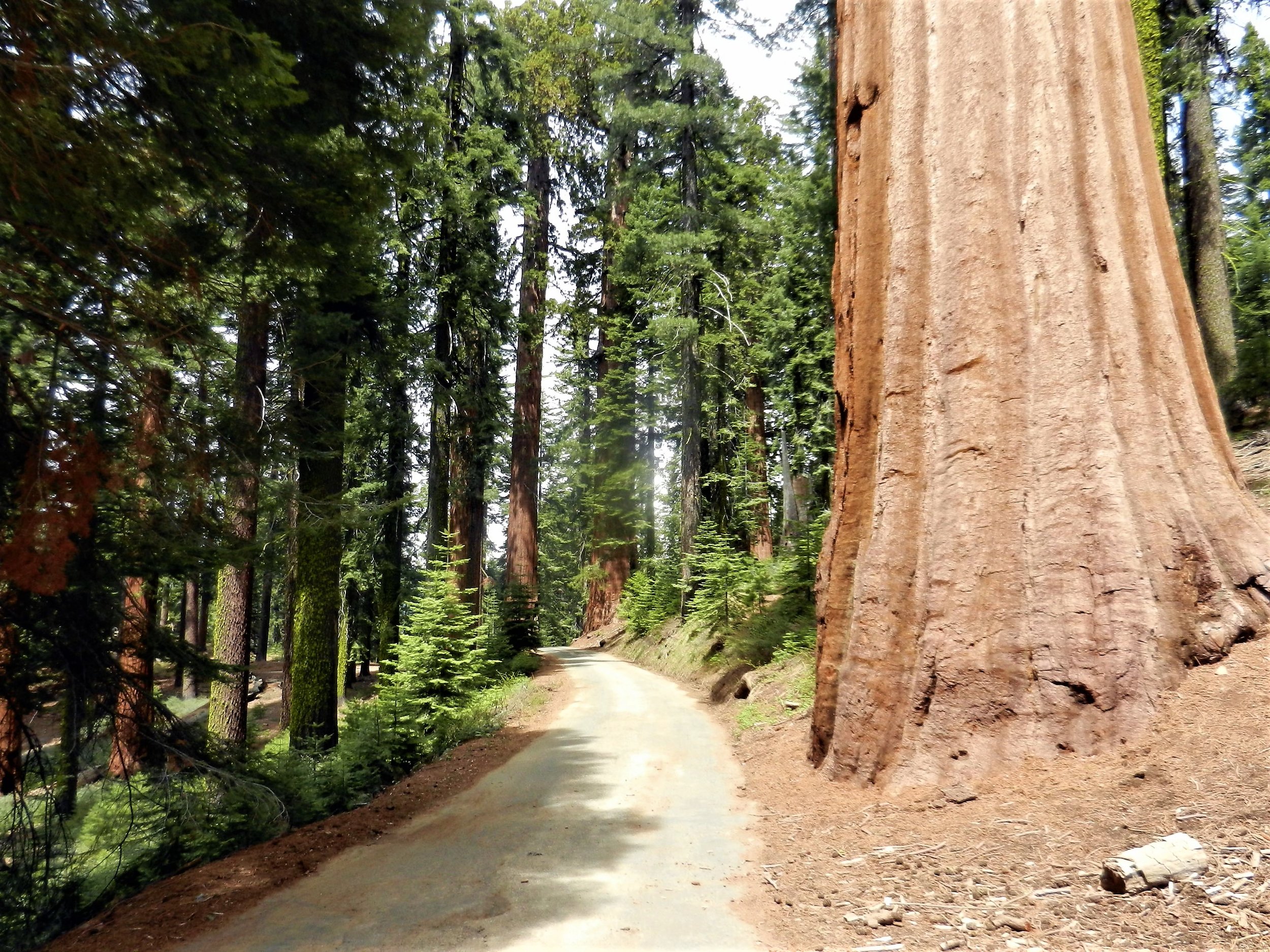 Sequoia National Park.jpg