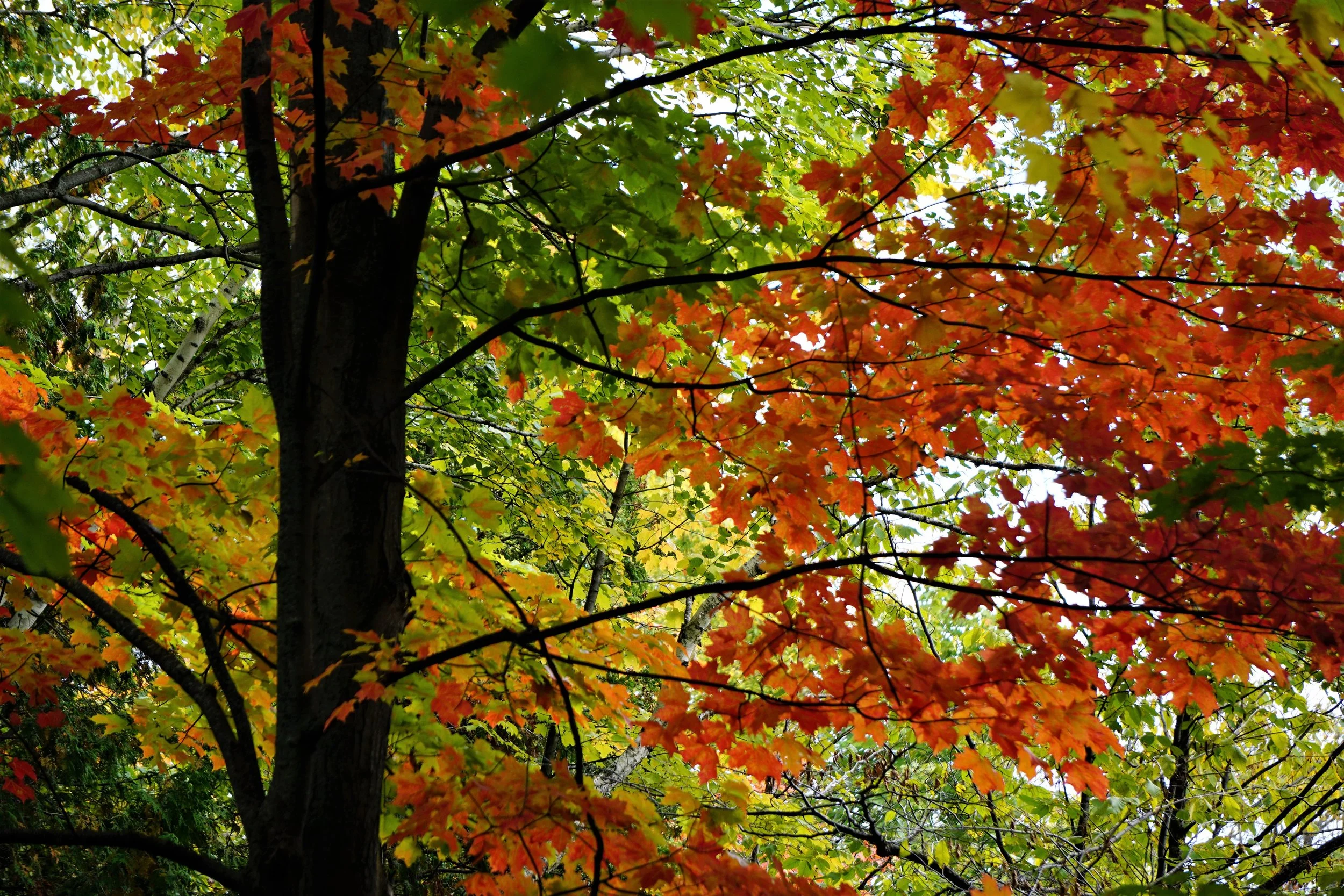 Colors of Fall.jpg