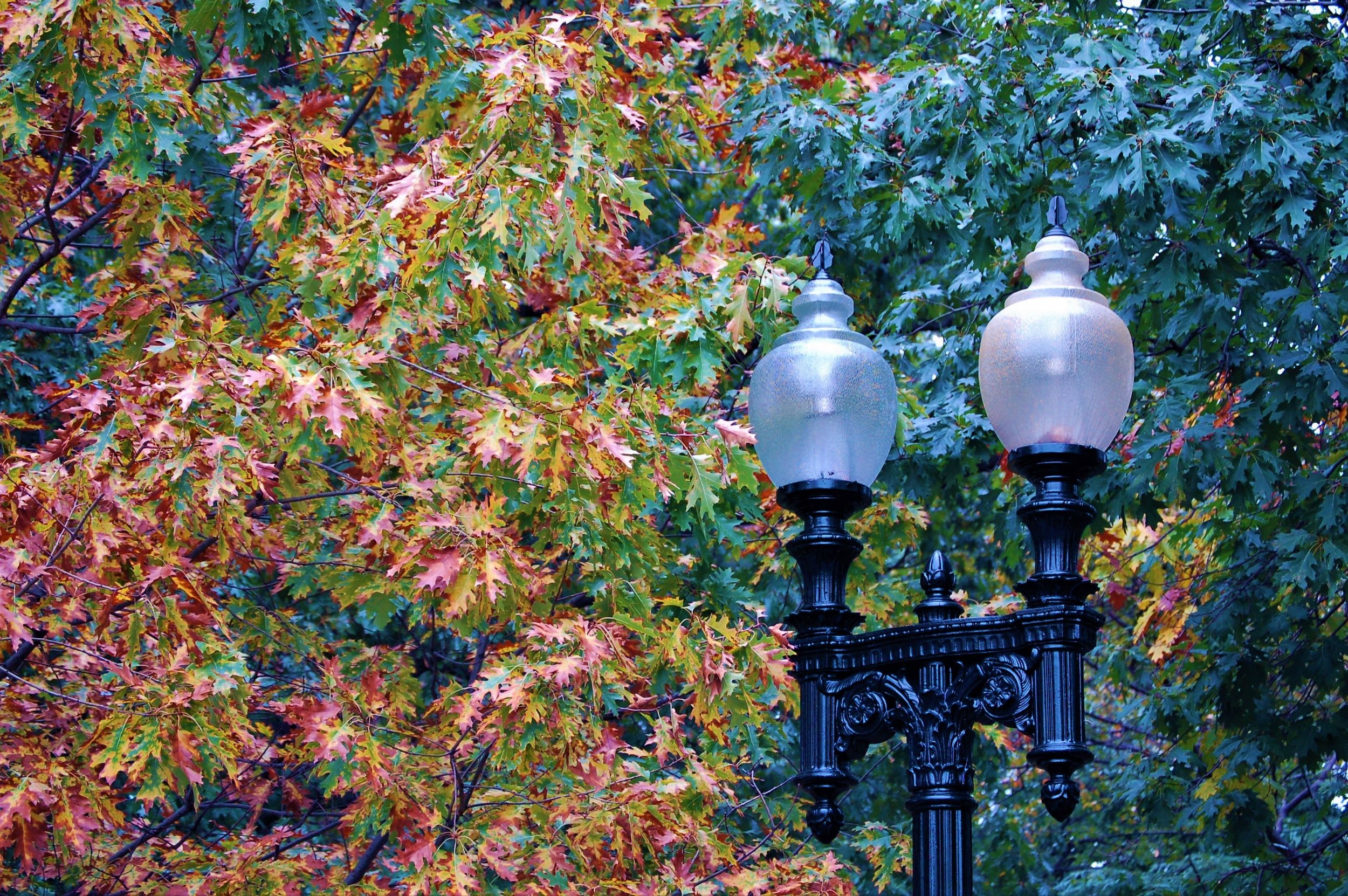 Fall Lights.jpg