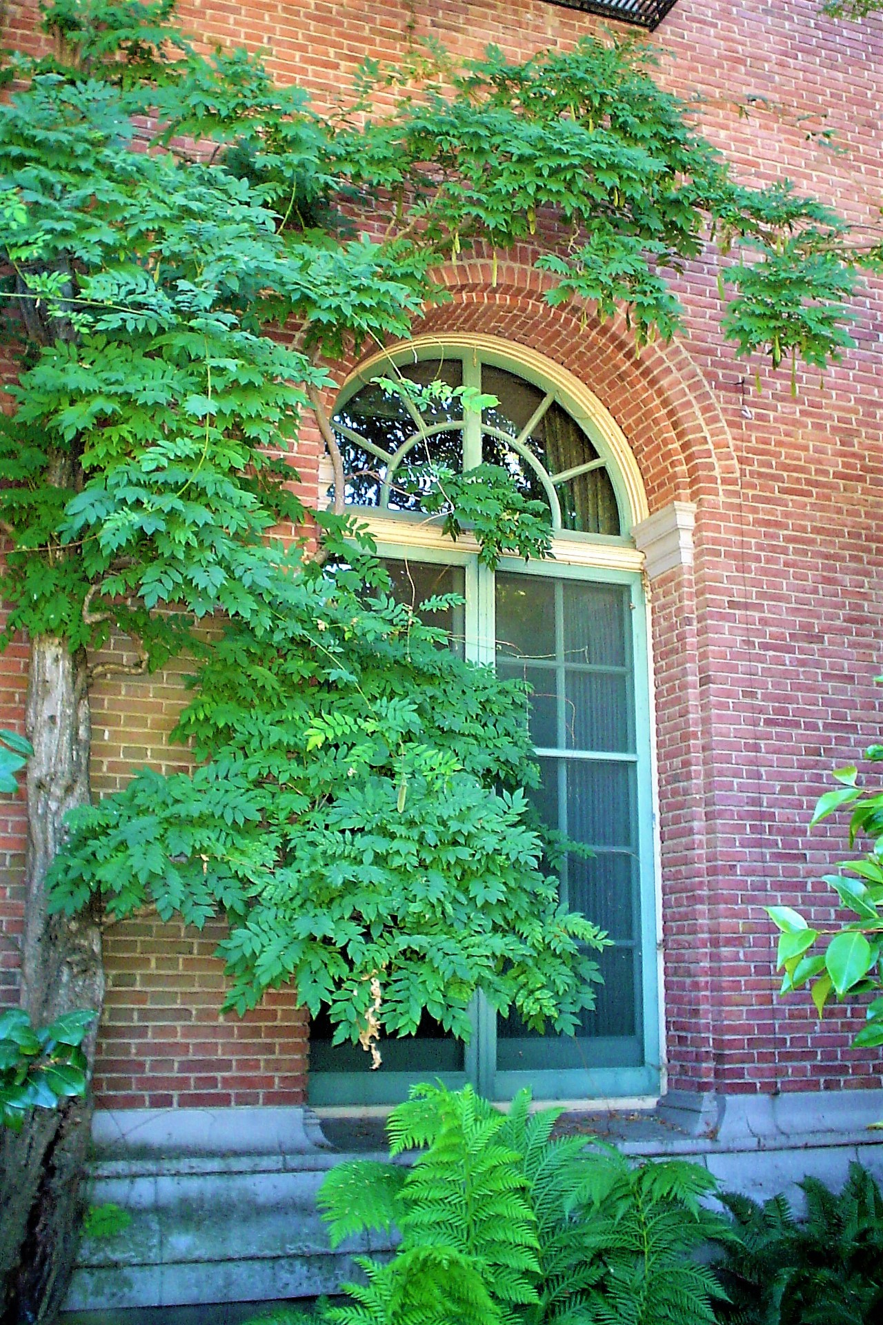 Ivy Lookout.jpg