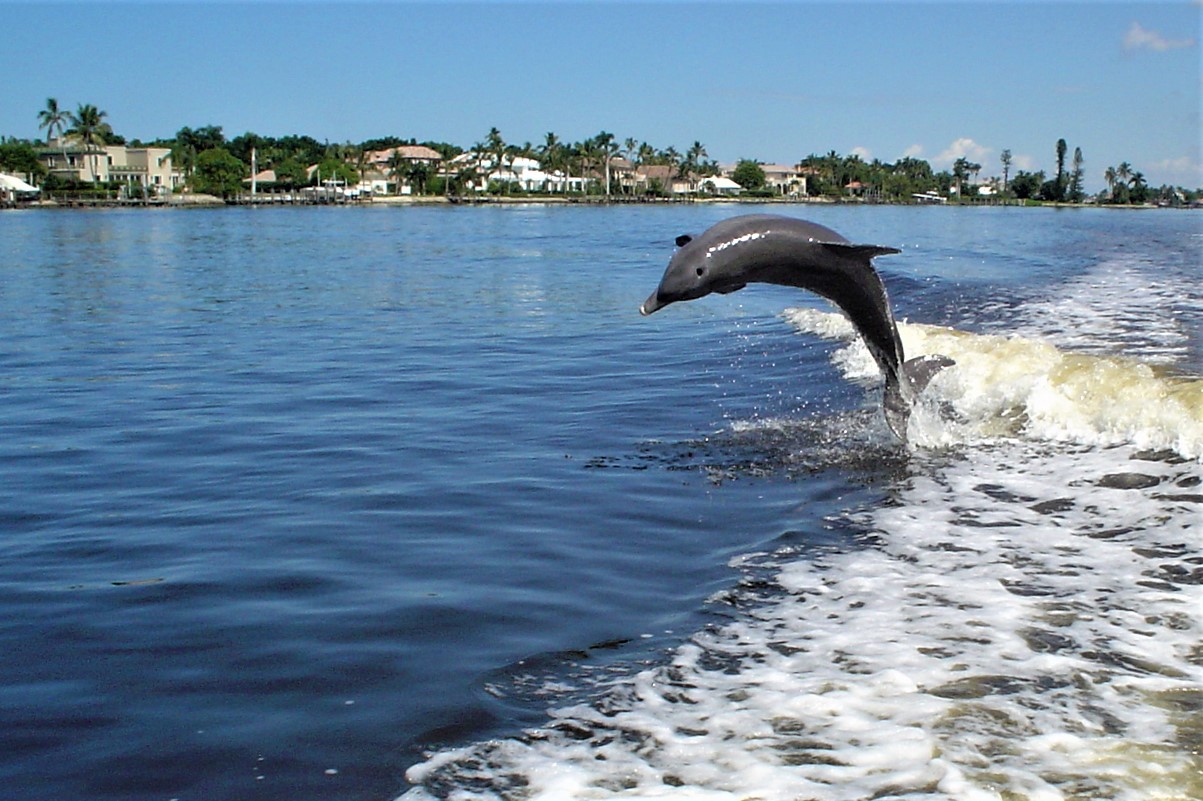Flipper.jpg
