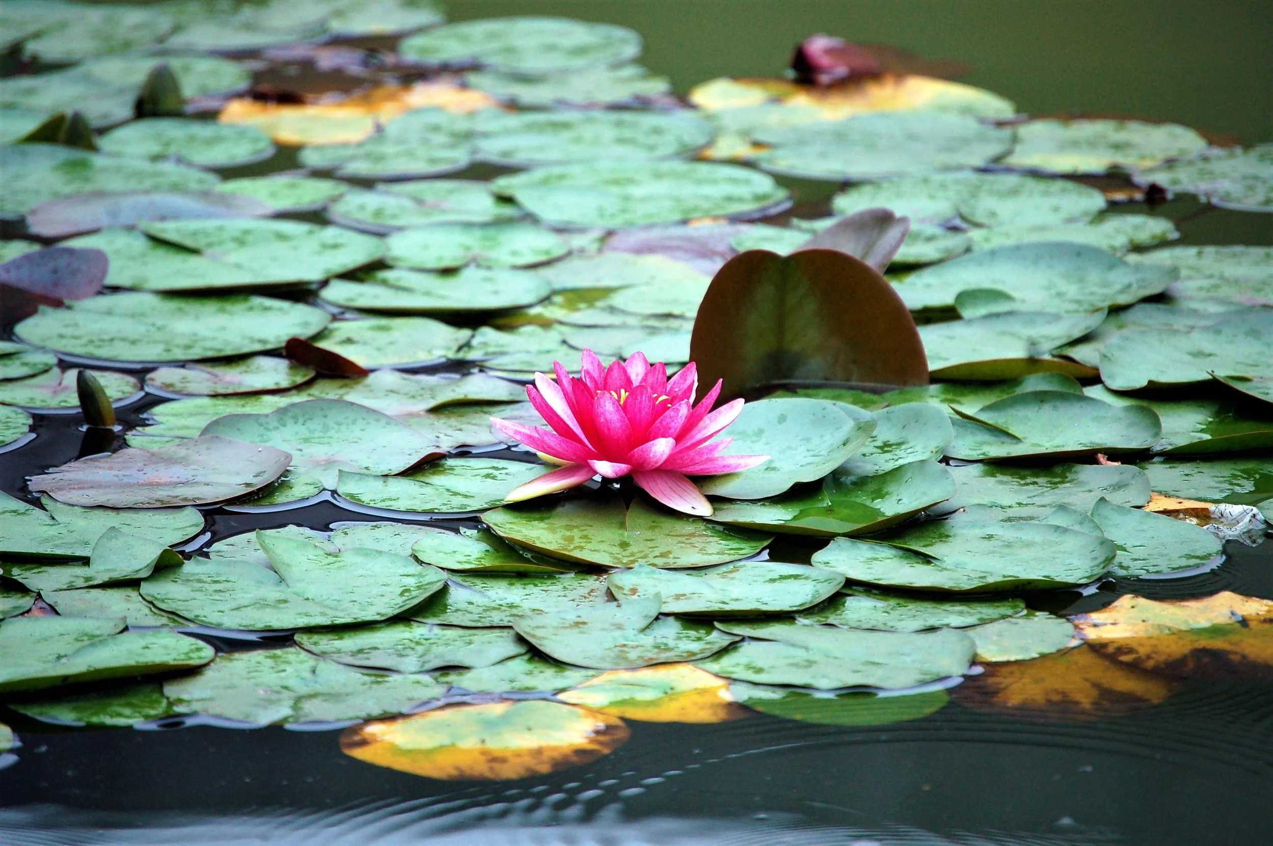 Lily Pond.jpg