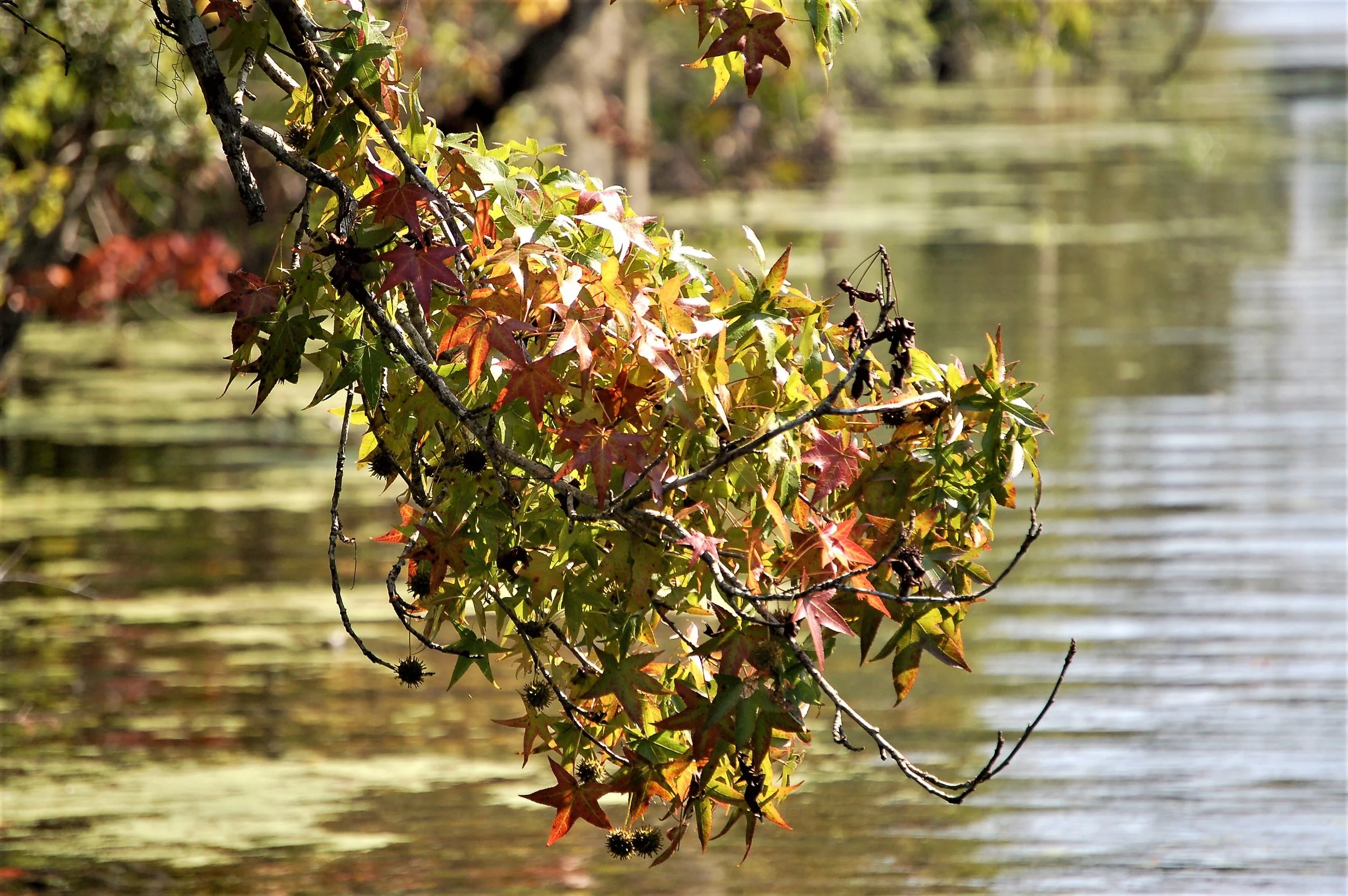 Bayou Colors.jpg