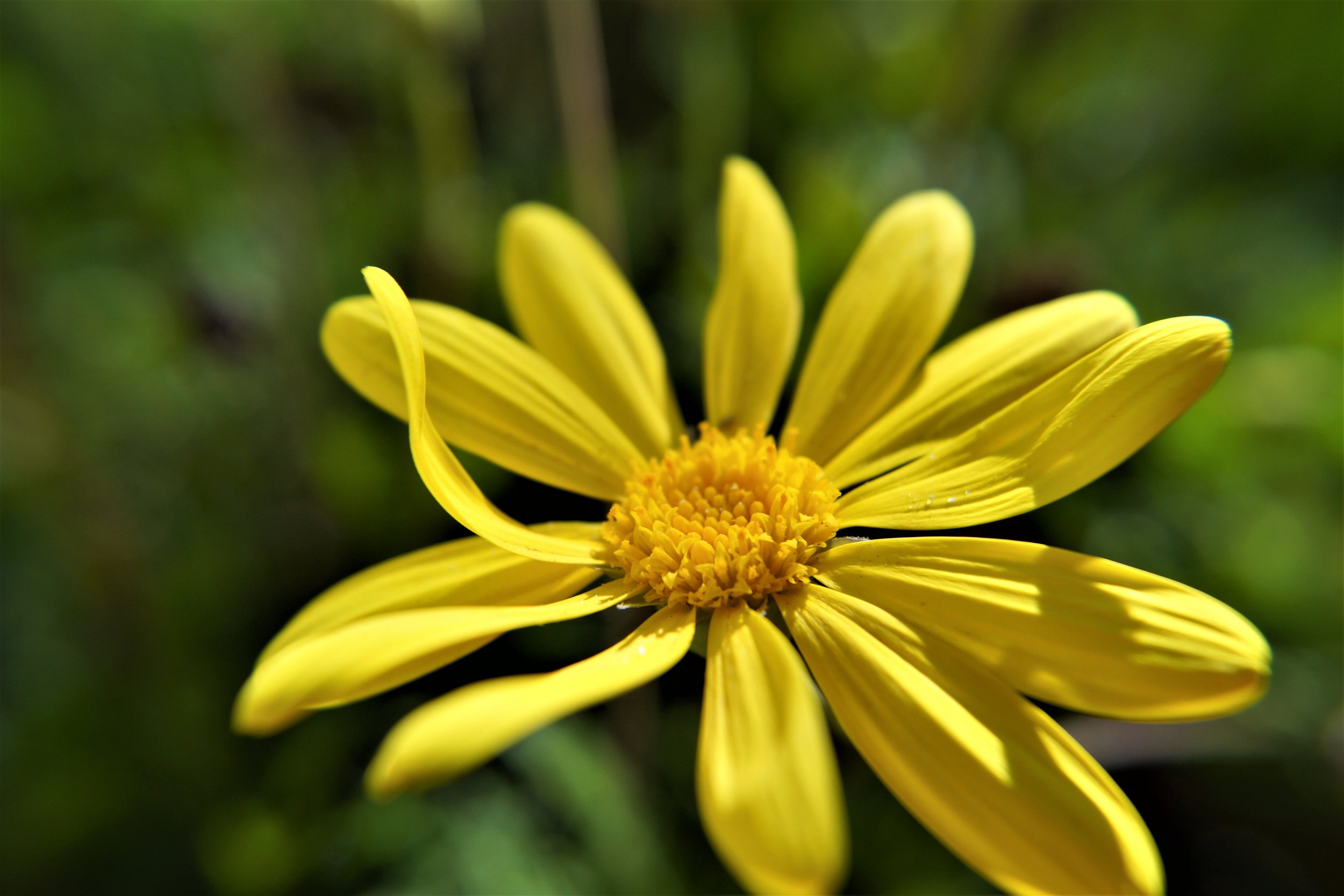 Lone Daisy.jpg