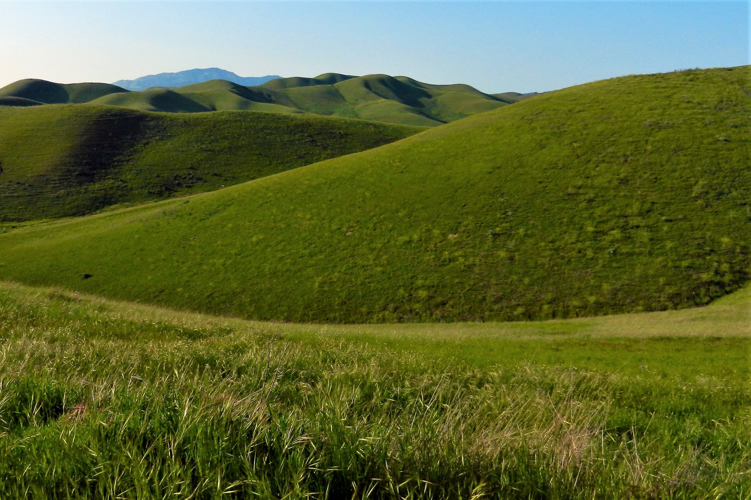Spring Hills.jpg
